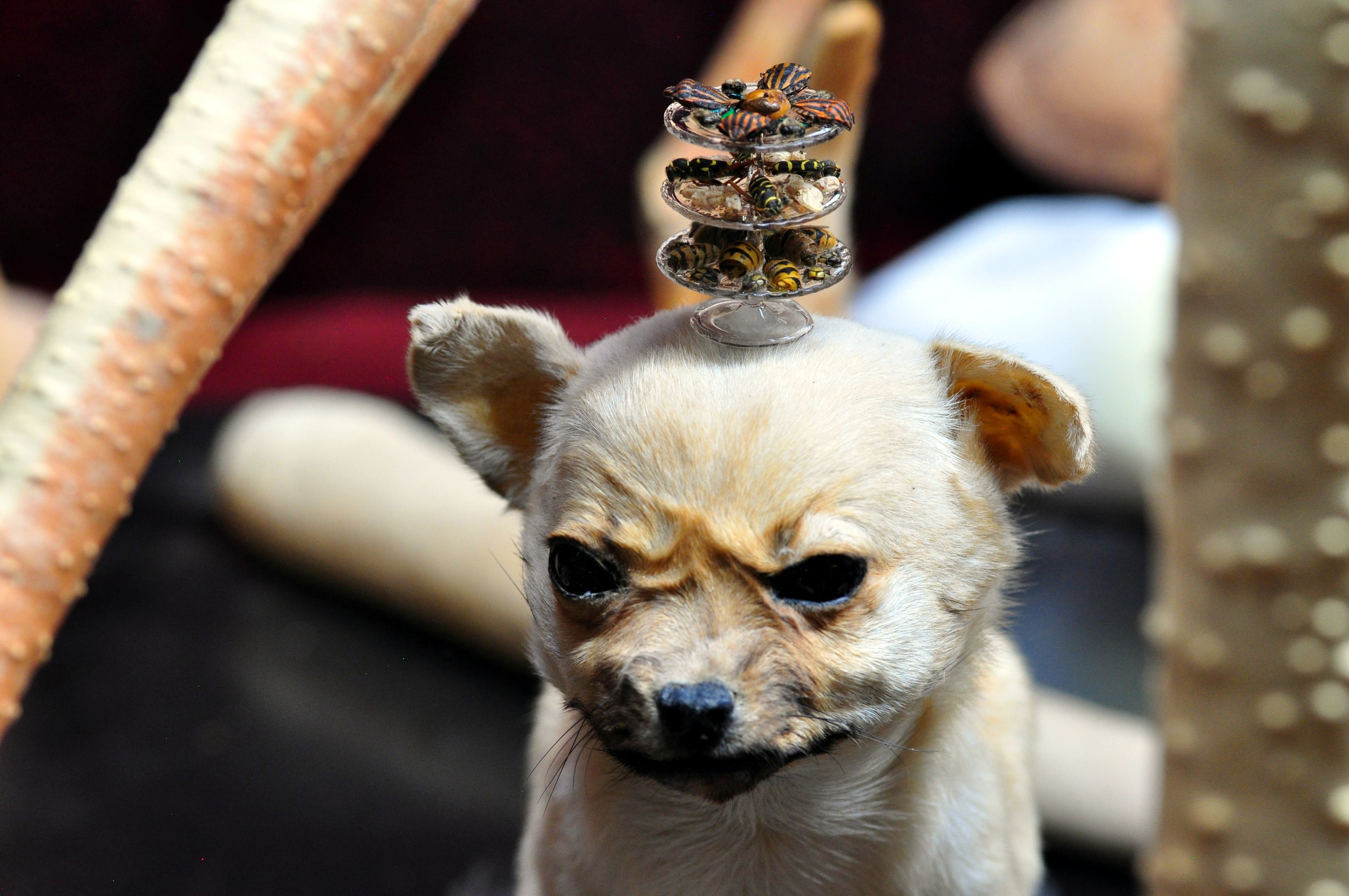 editpuppy.jpg