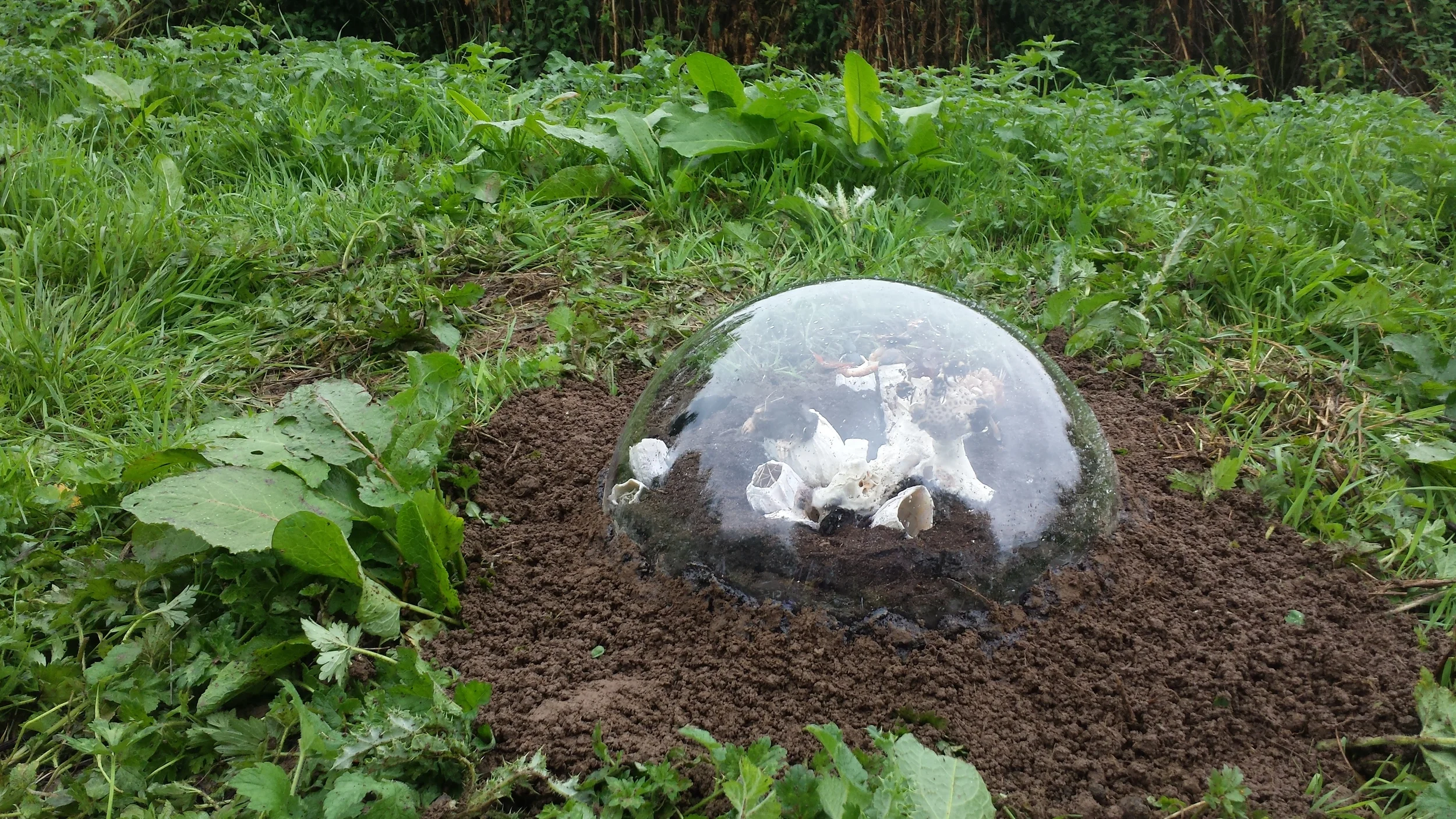 Molehill1.jpg