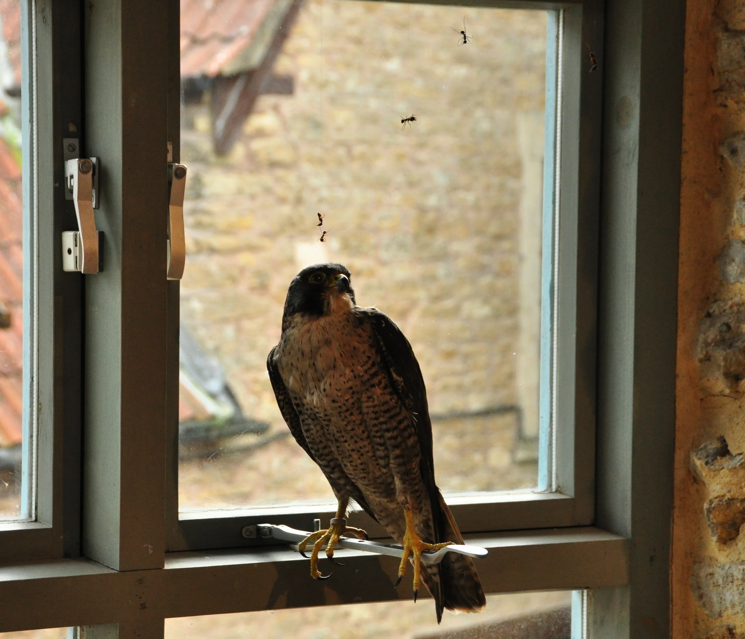 SISBSfalcon.jpg