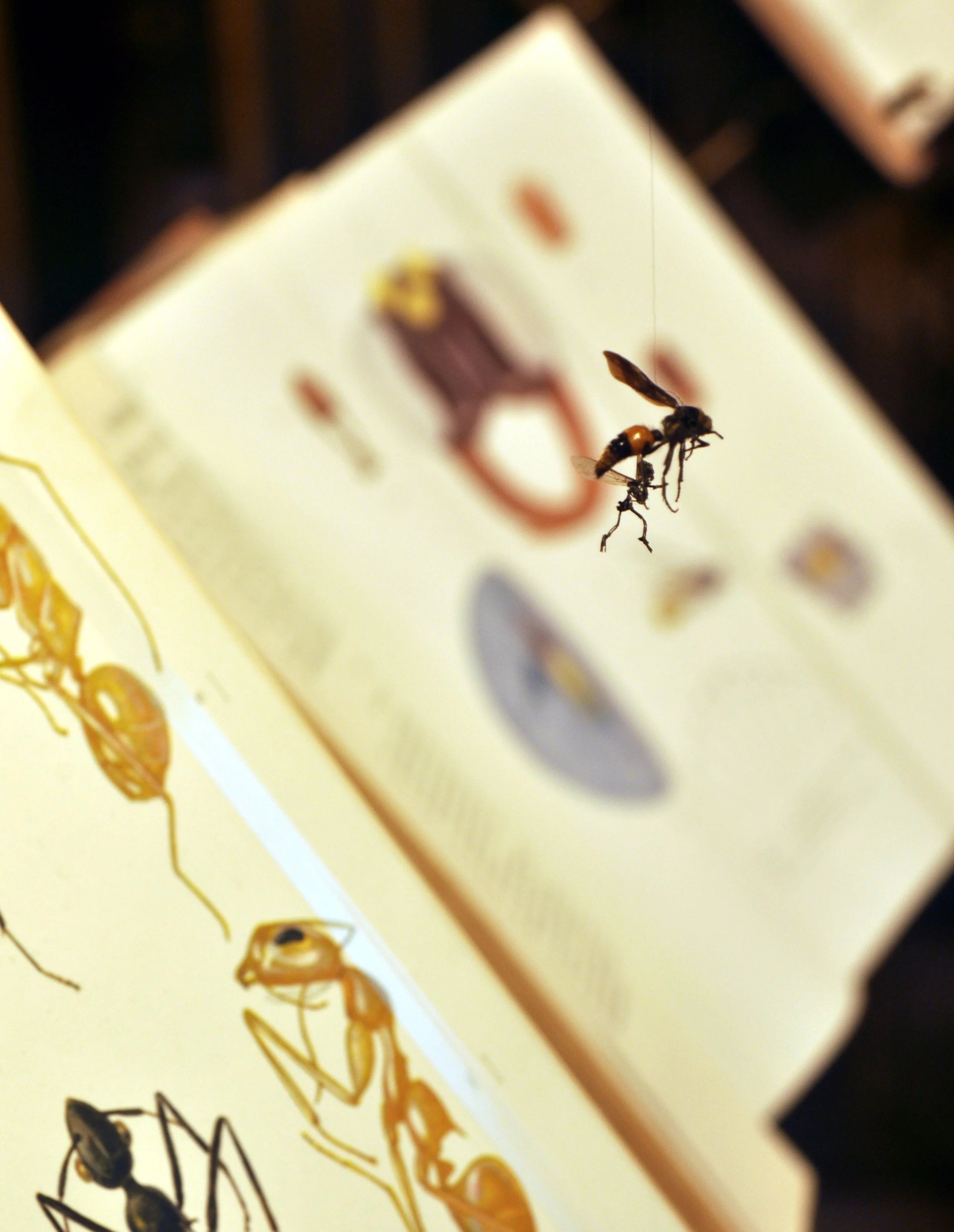 kafka7.jpg