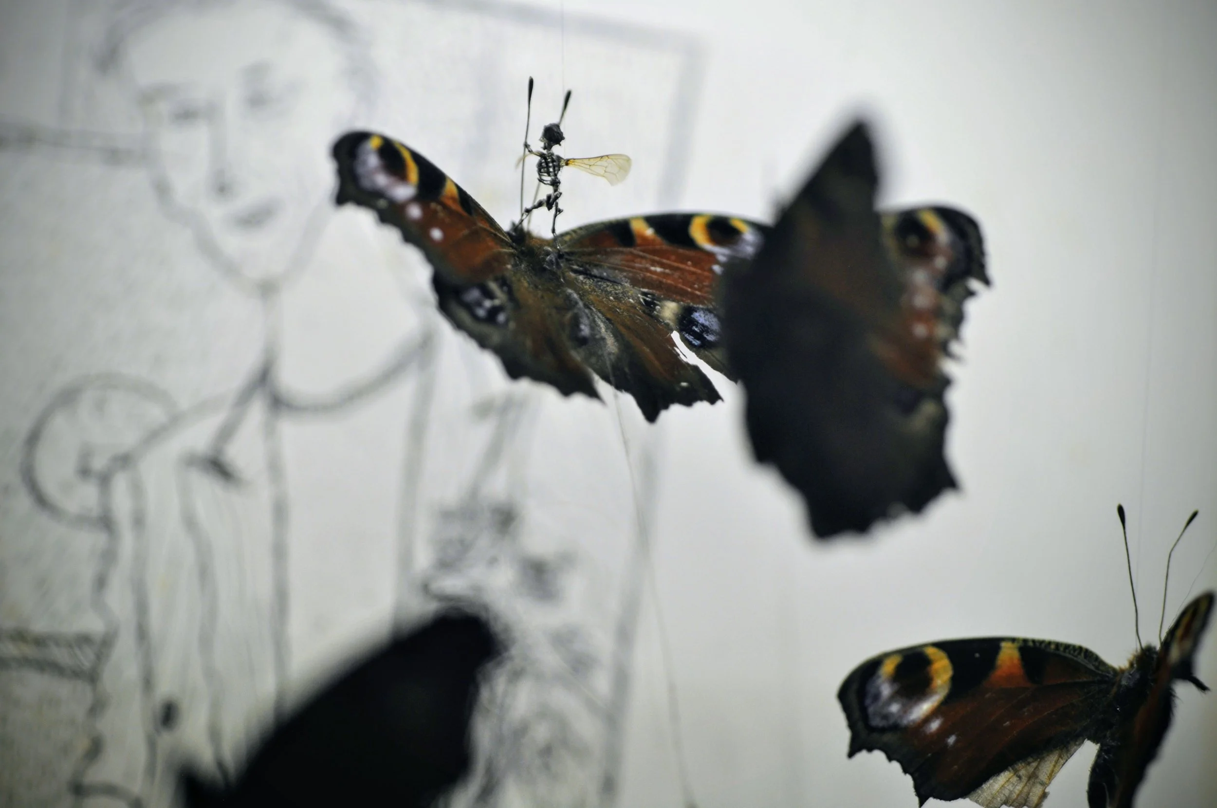 butterfliesdetail.jpg