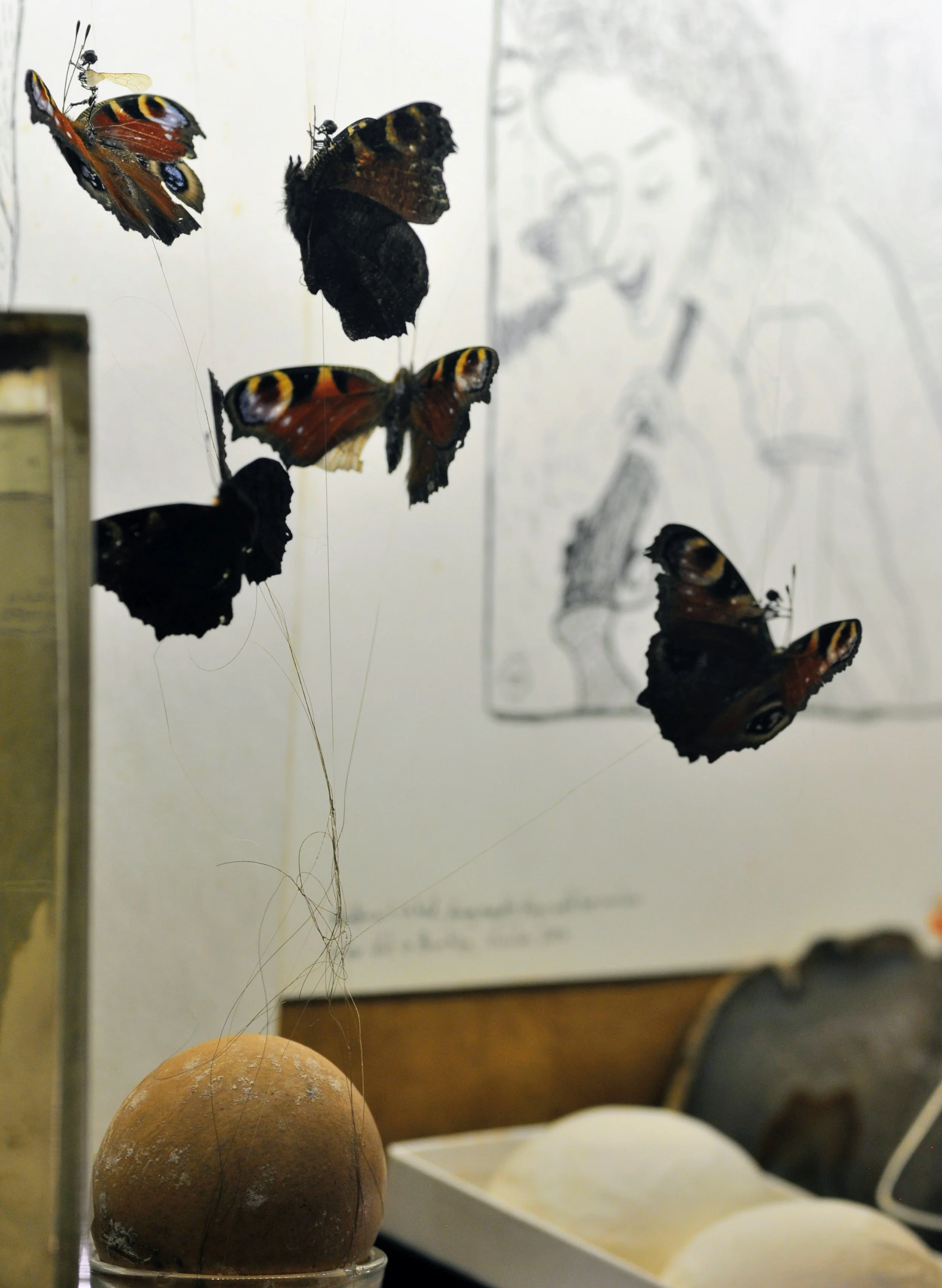 butterflies.jpg