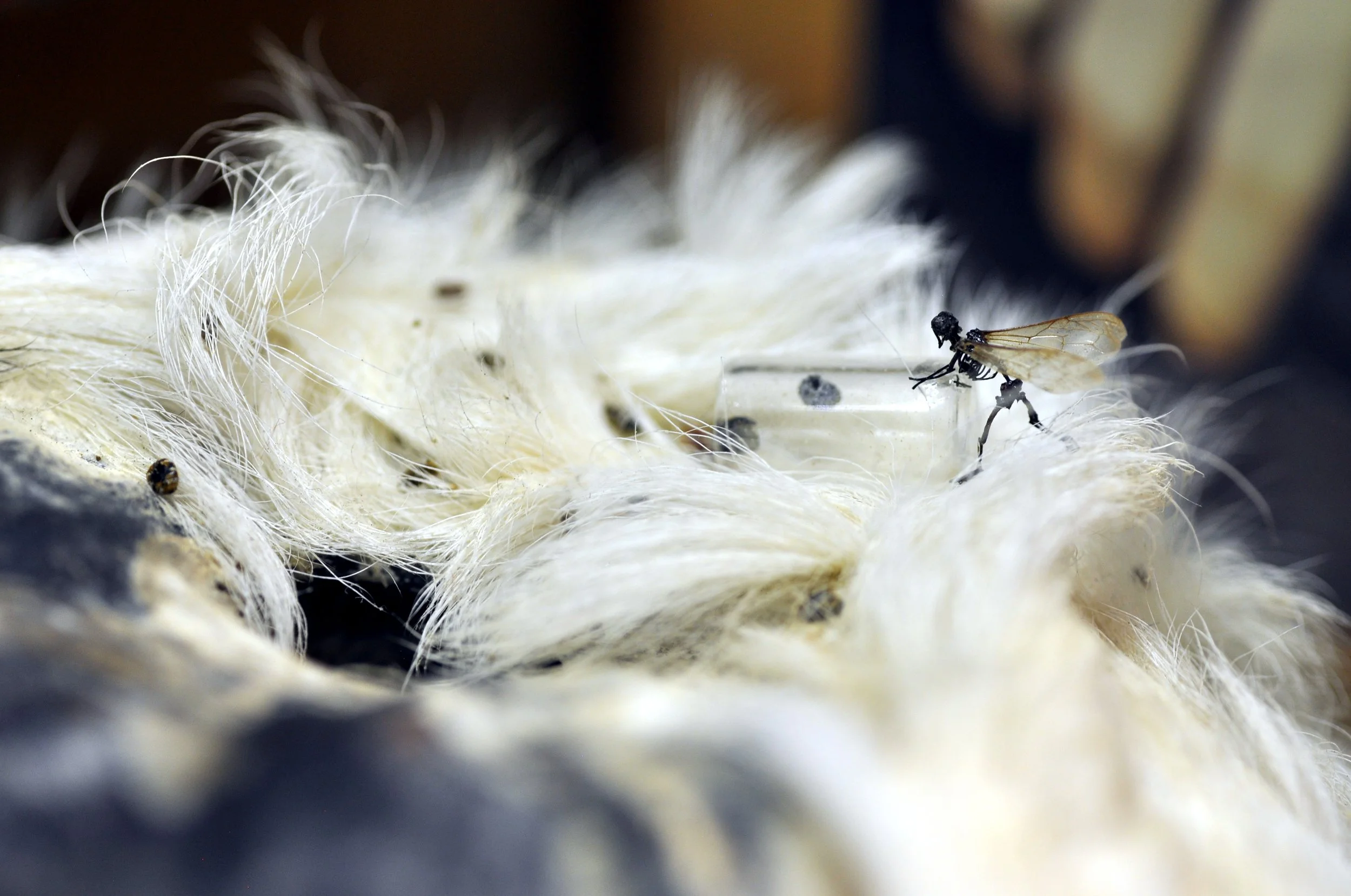 carpetbeetles.jpg