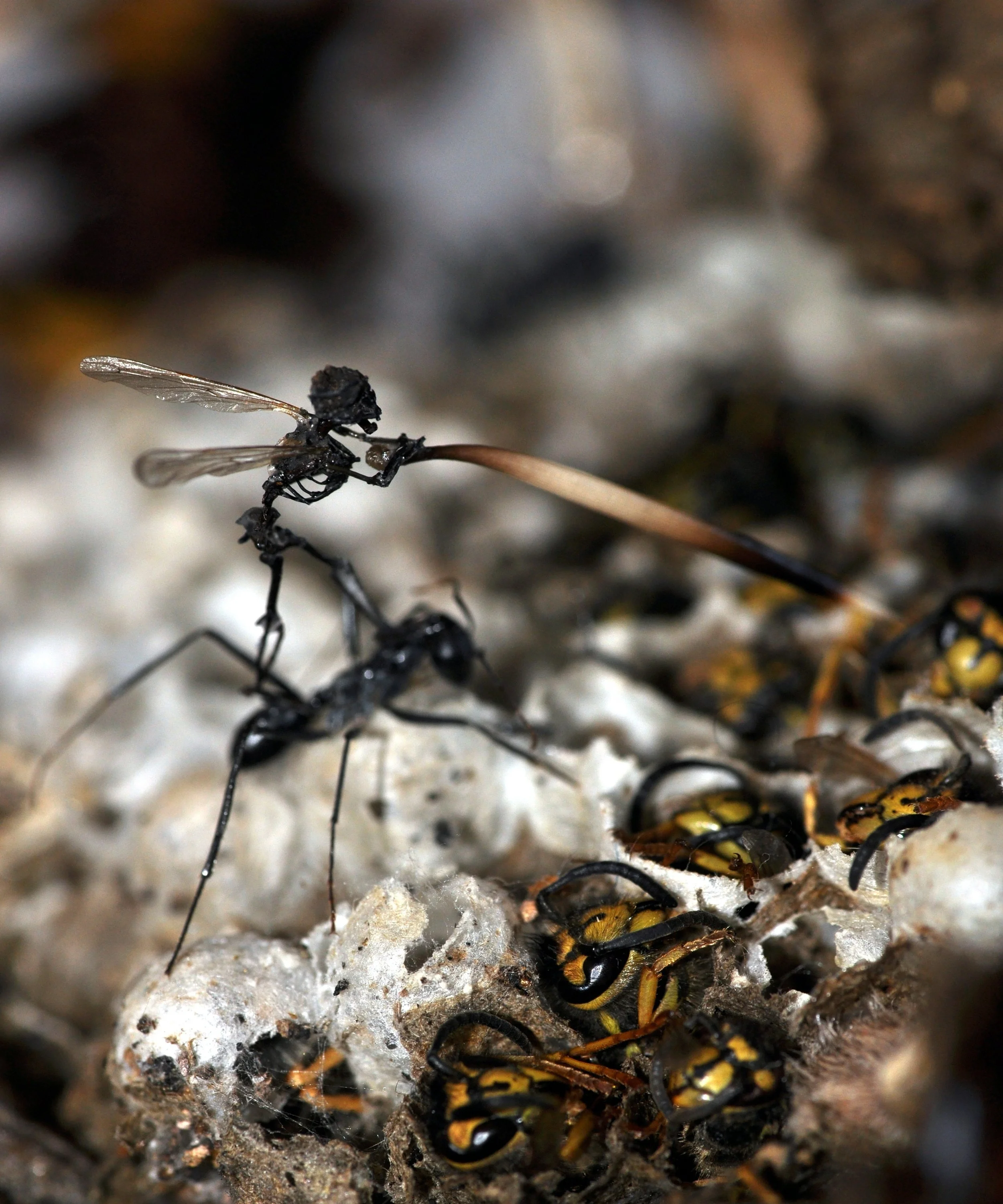 'Nymphidia (detail)' limited edition print