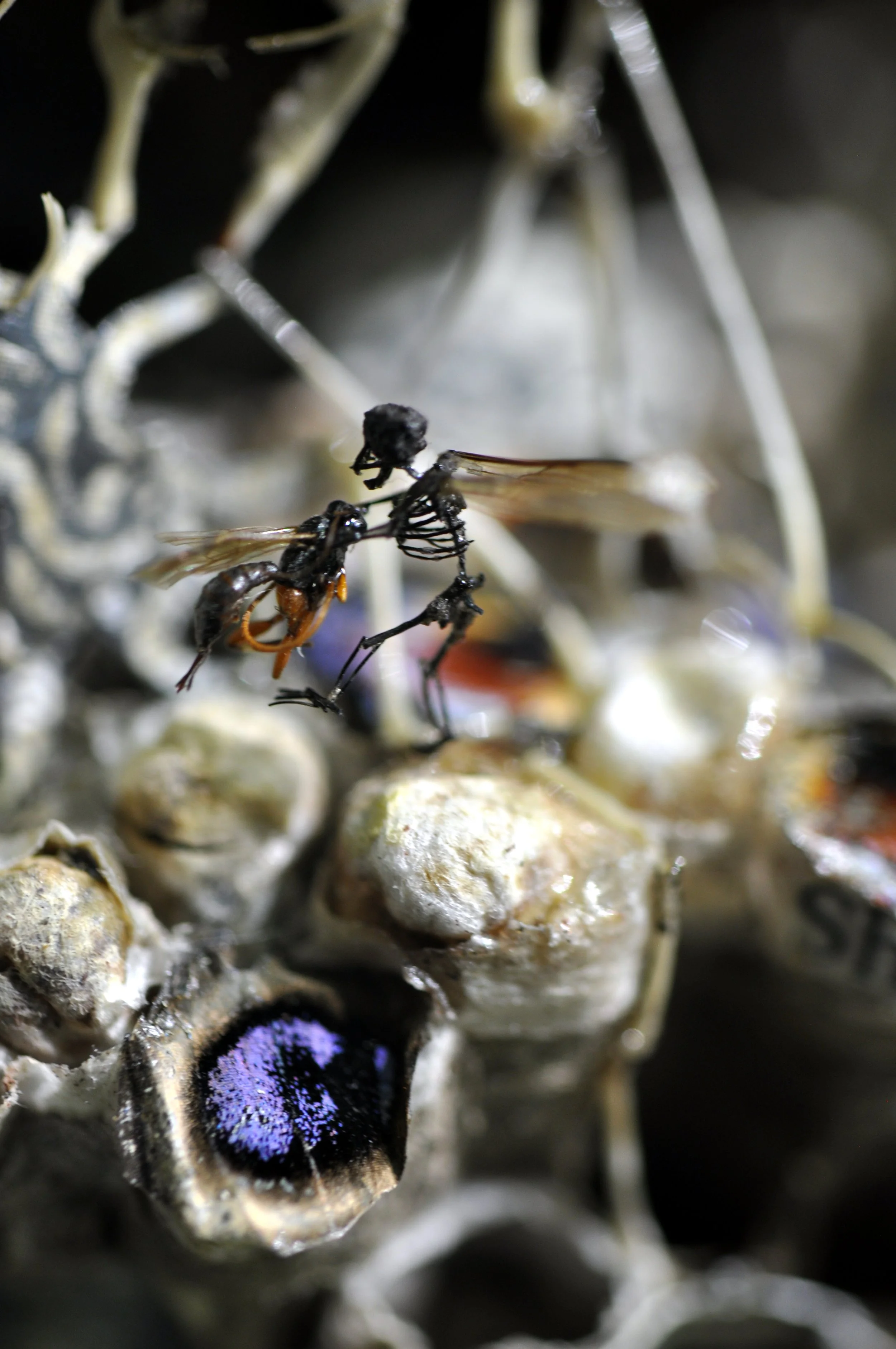 parasiticwasp2.jpg