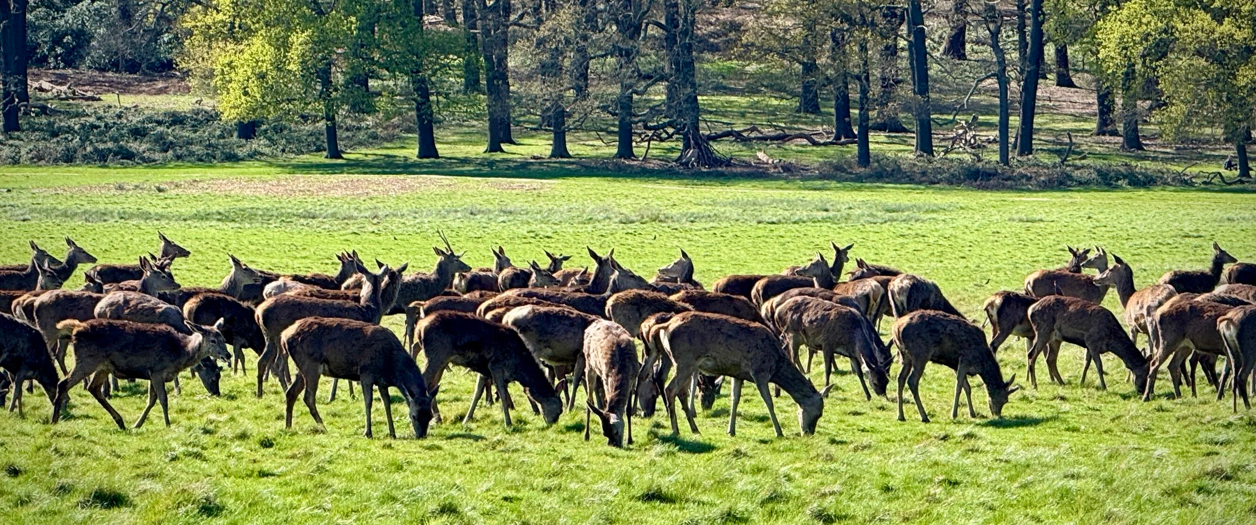 Deer grazing near the Tamsin Trail