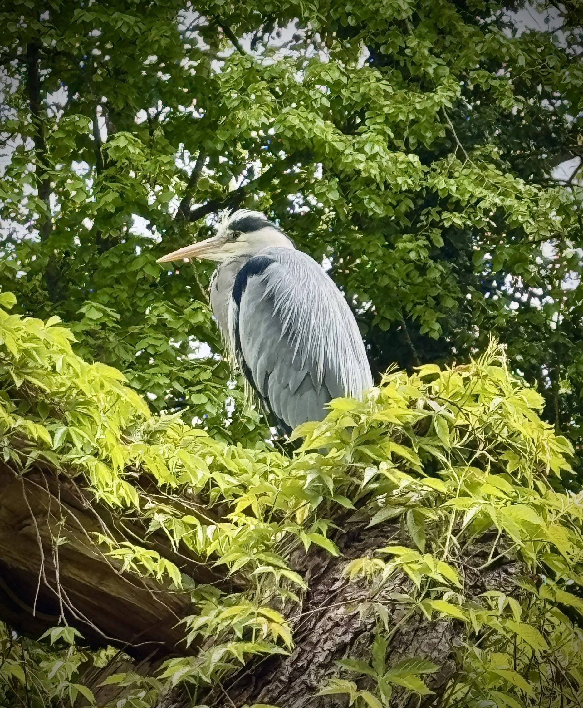 IMG_6984.JPG