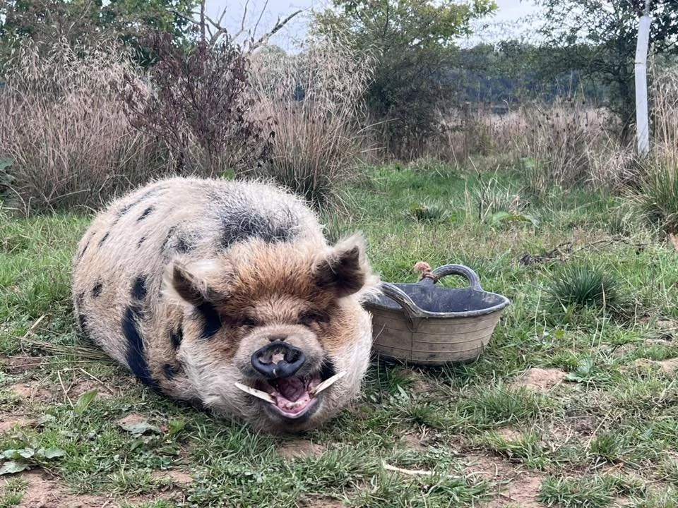 Wolford Wood - Cheryl Currant.jpg