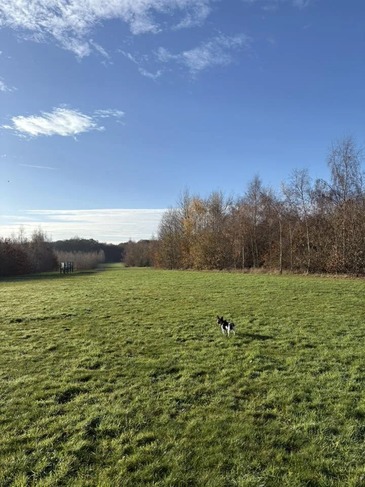 Heartwod Forest - Lara Pocock.jpg