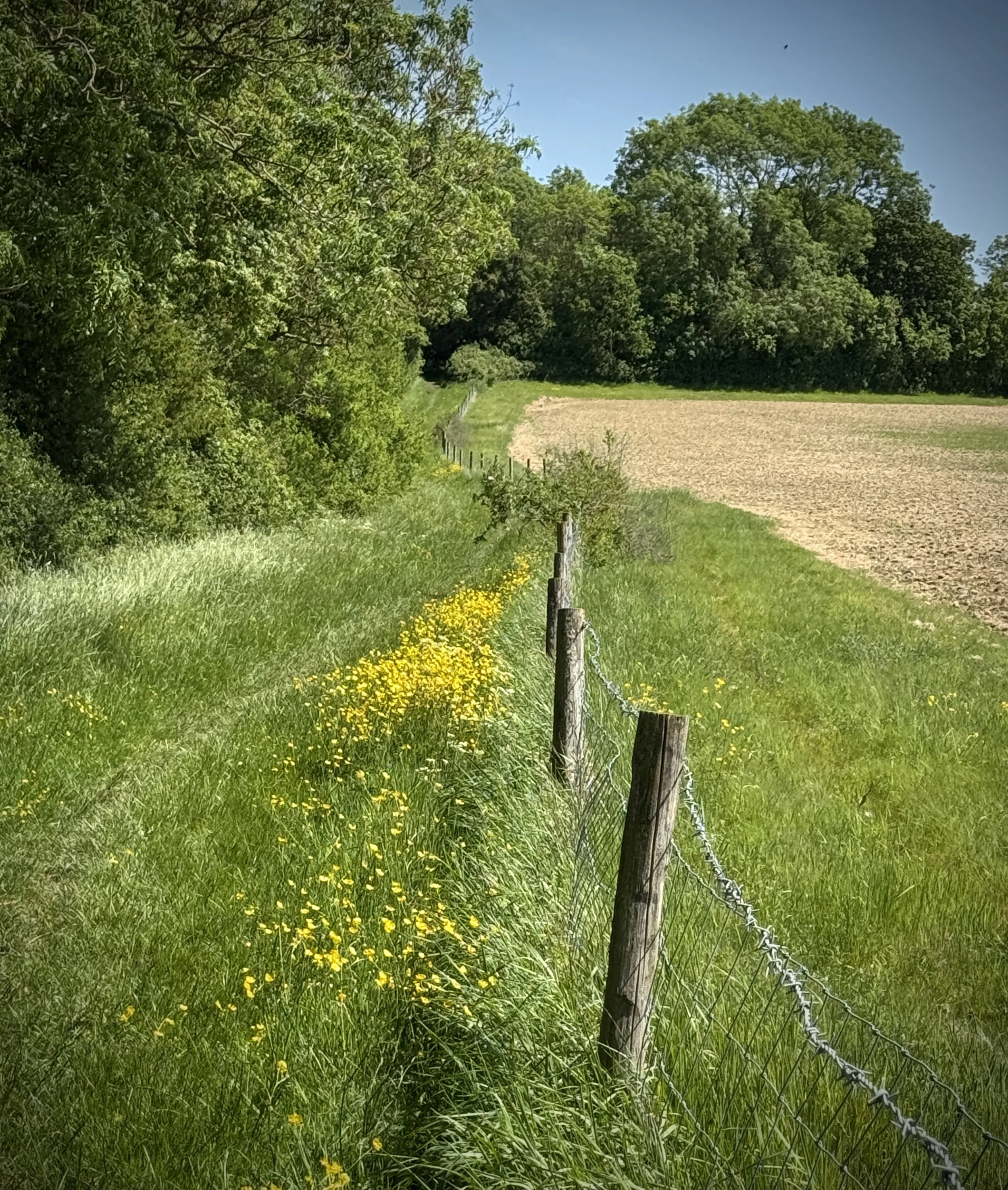 IMG_9348(1).JPG