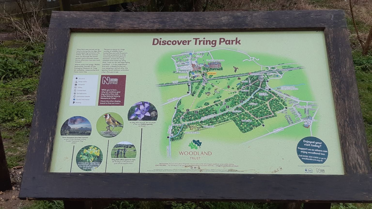 Tring - Kathy Brown.jpg