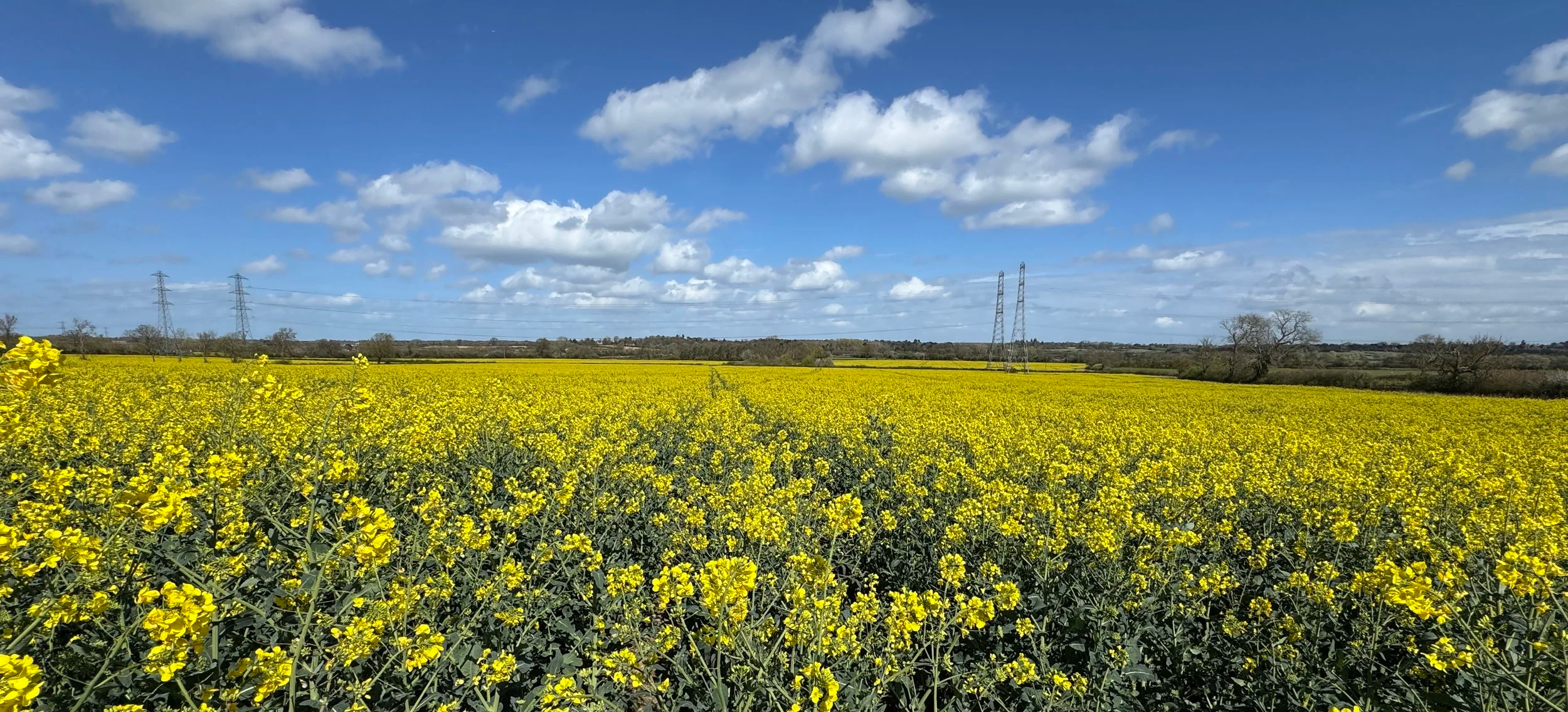 Rapeseed field between East Claydon and Verney Junction