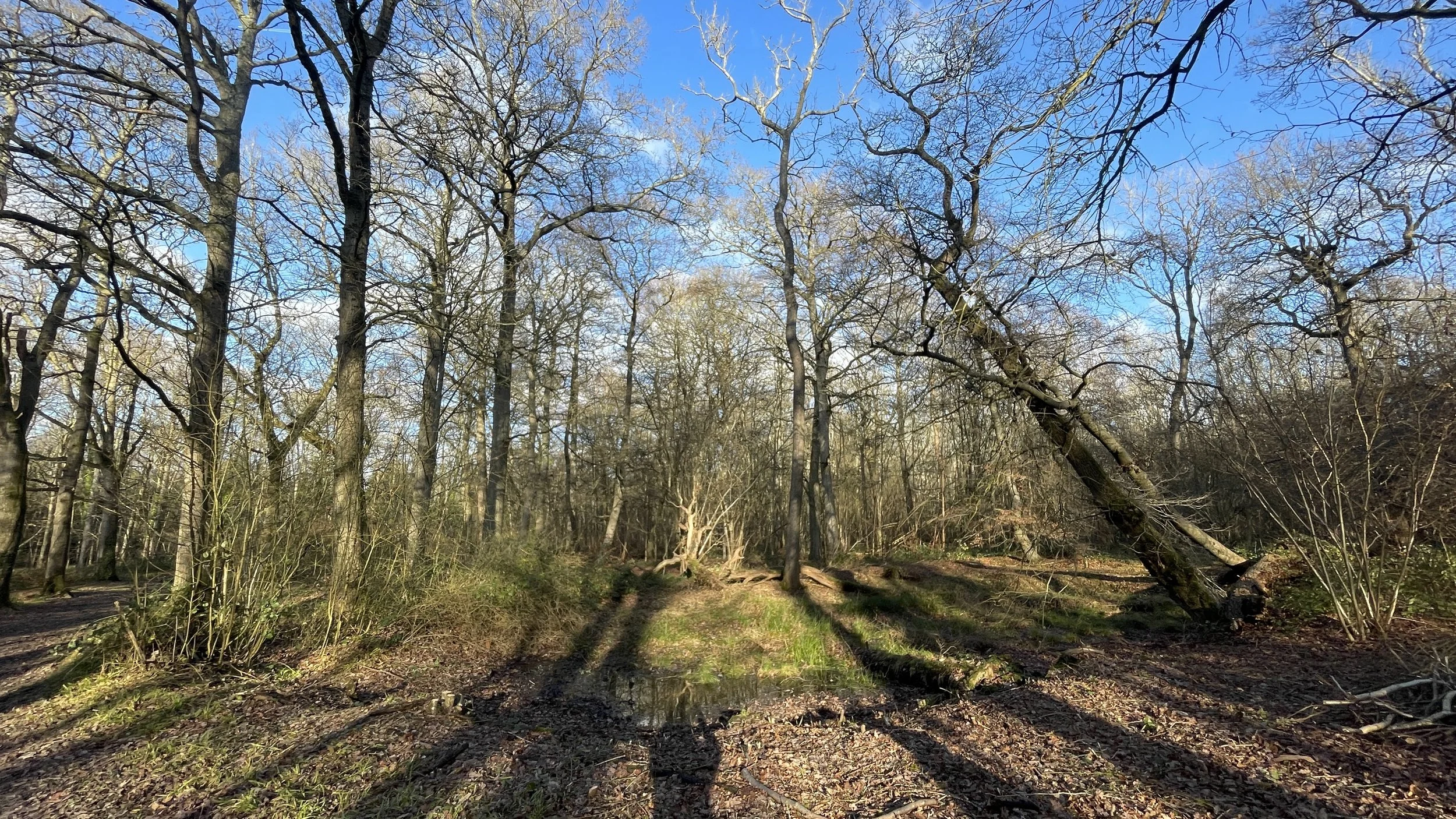 A peaceful winter trail through the ancient beech and oak trees of Bisham Wood in Berkshire.