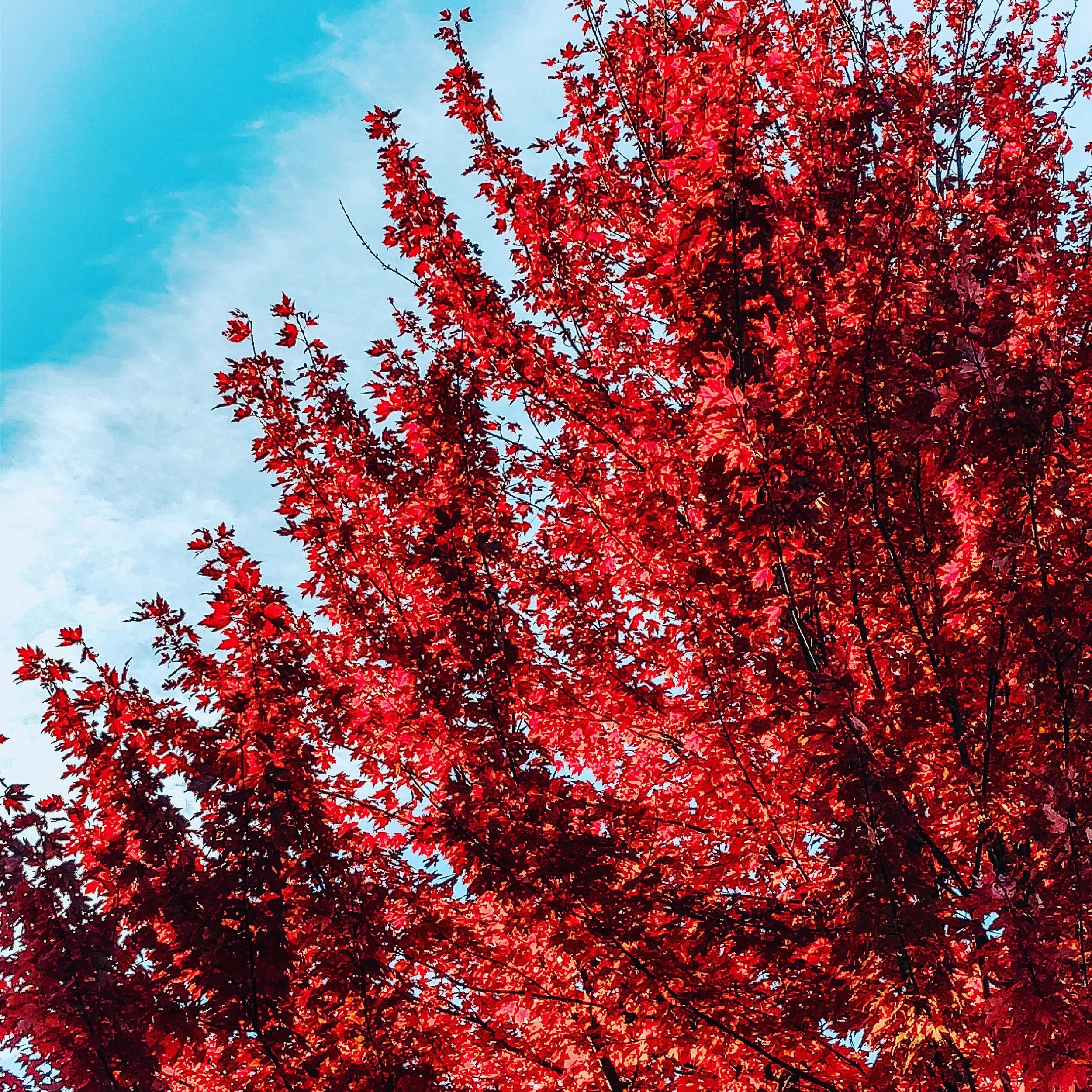 Autumn Bucket List