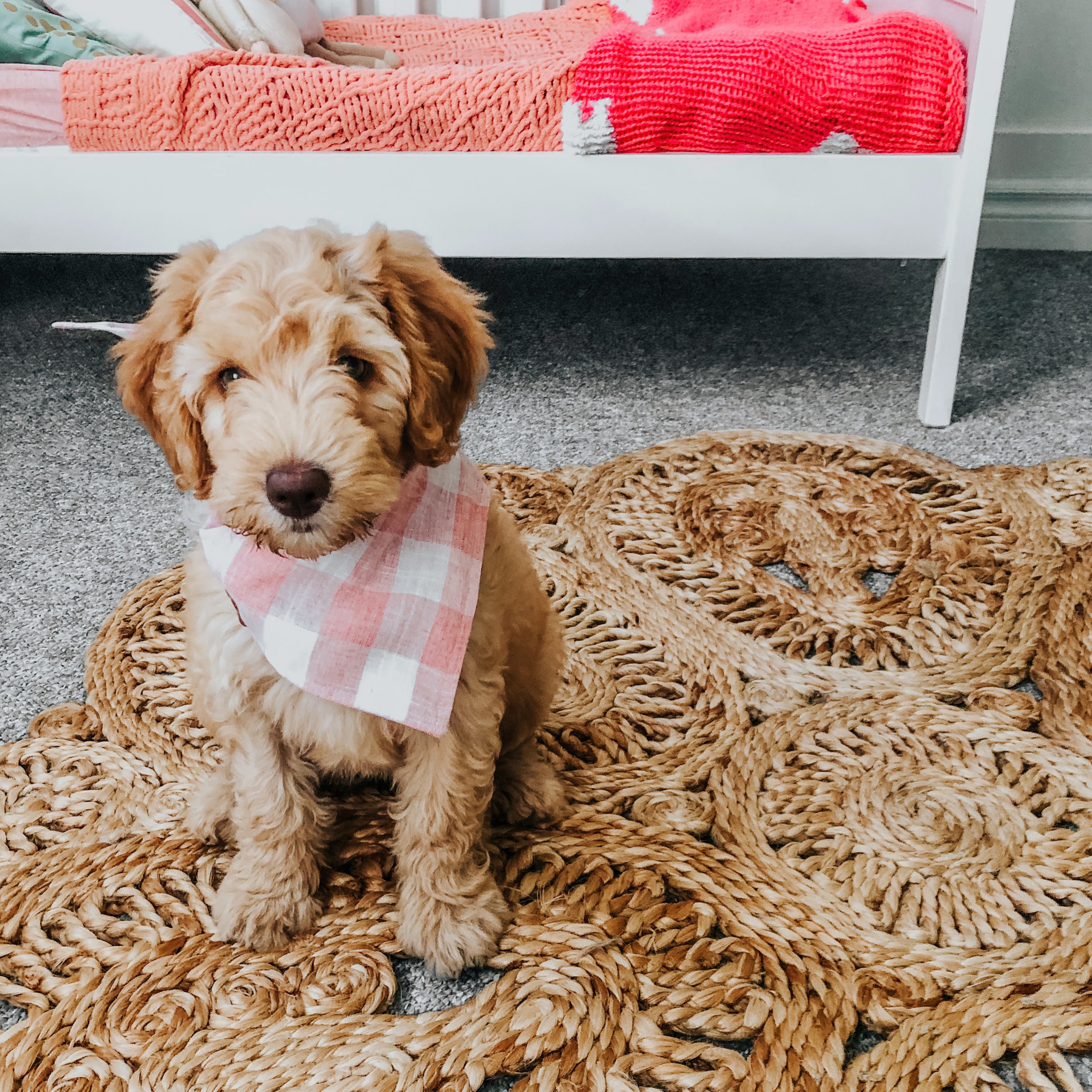 Meet Maple!