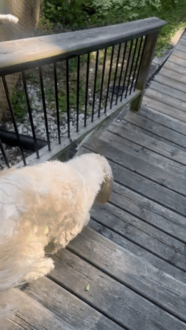 giphy.gif