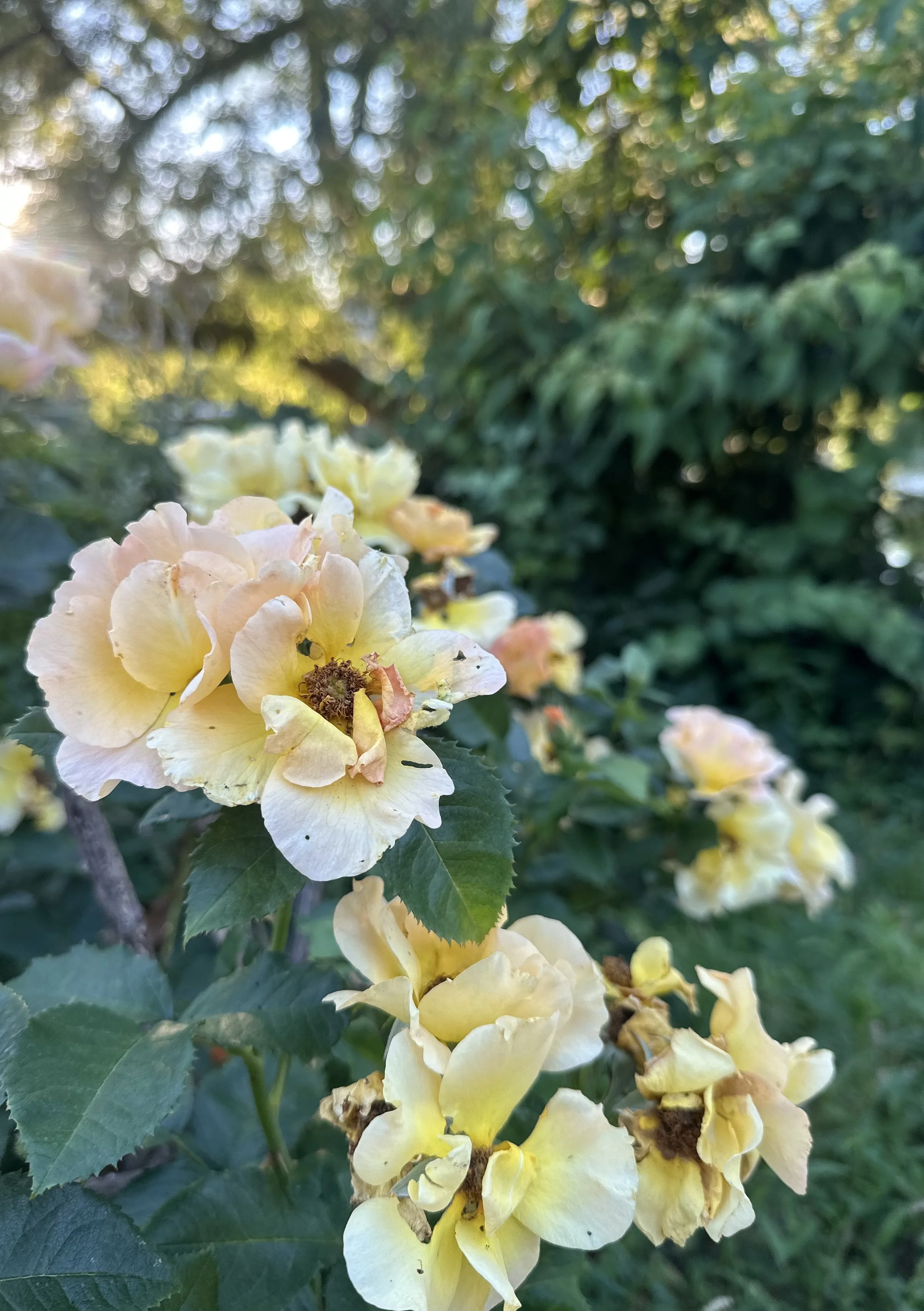 IMG_0930.jpeg