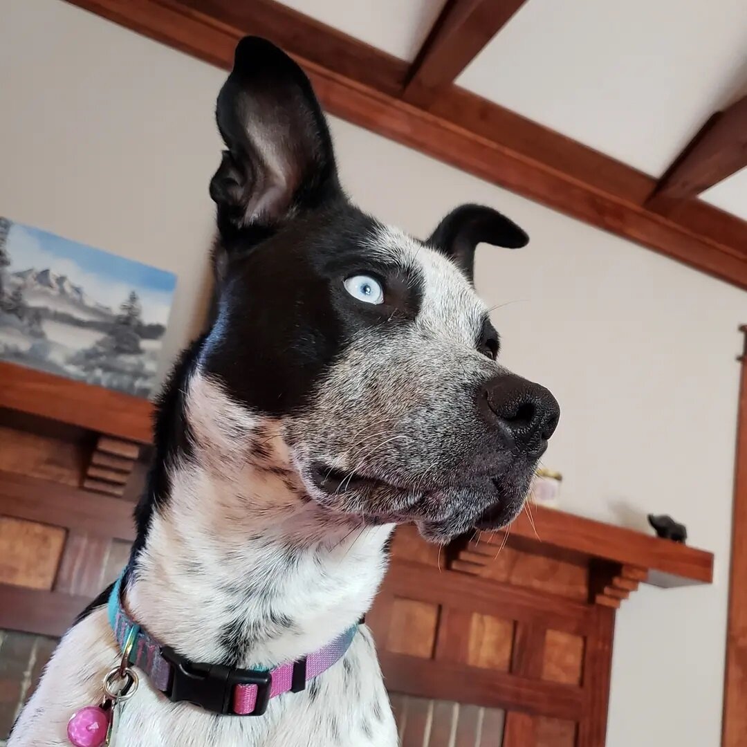 supervixen 😎
.
.
.
.
#dogsofinstagram