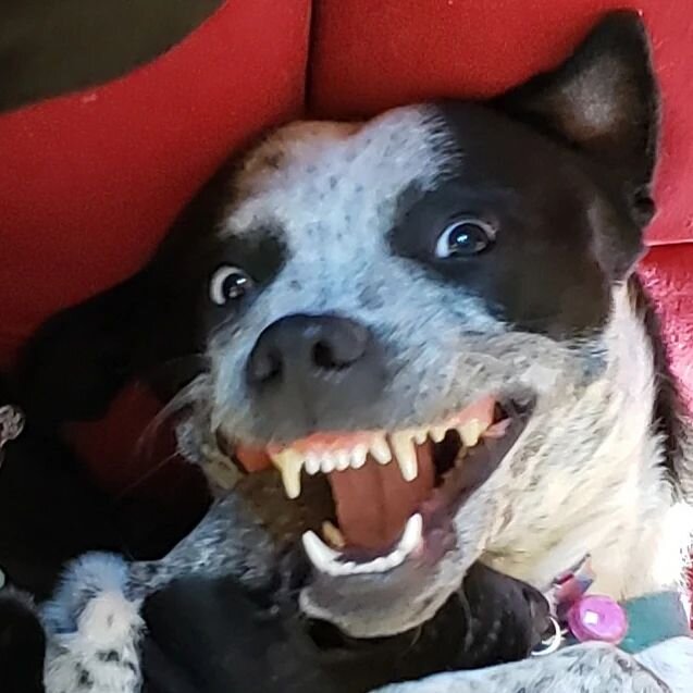 Hello there.
.
.
.
.

.
.
#dogsofinstagram #dogs #puppiesofinstagram #blueheeler #bordercollie