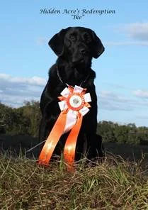 Hidden Acres&#x27; Redemption