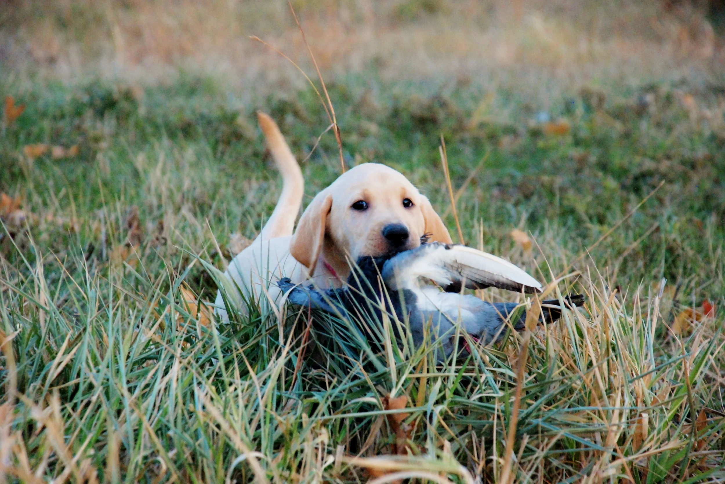 Puppy Head Start Banner.JPG