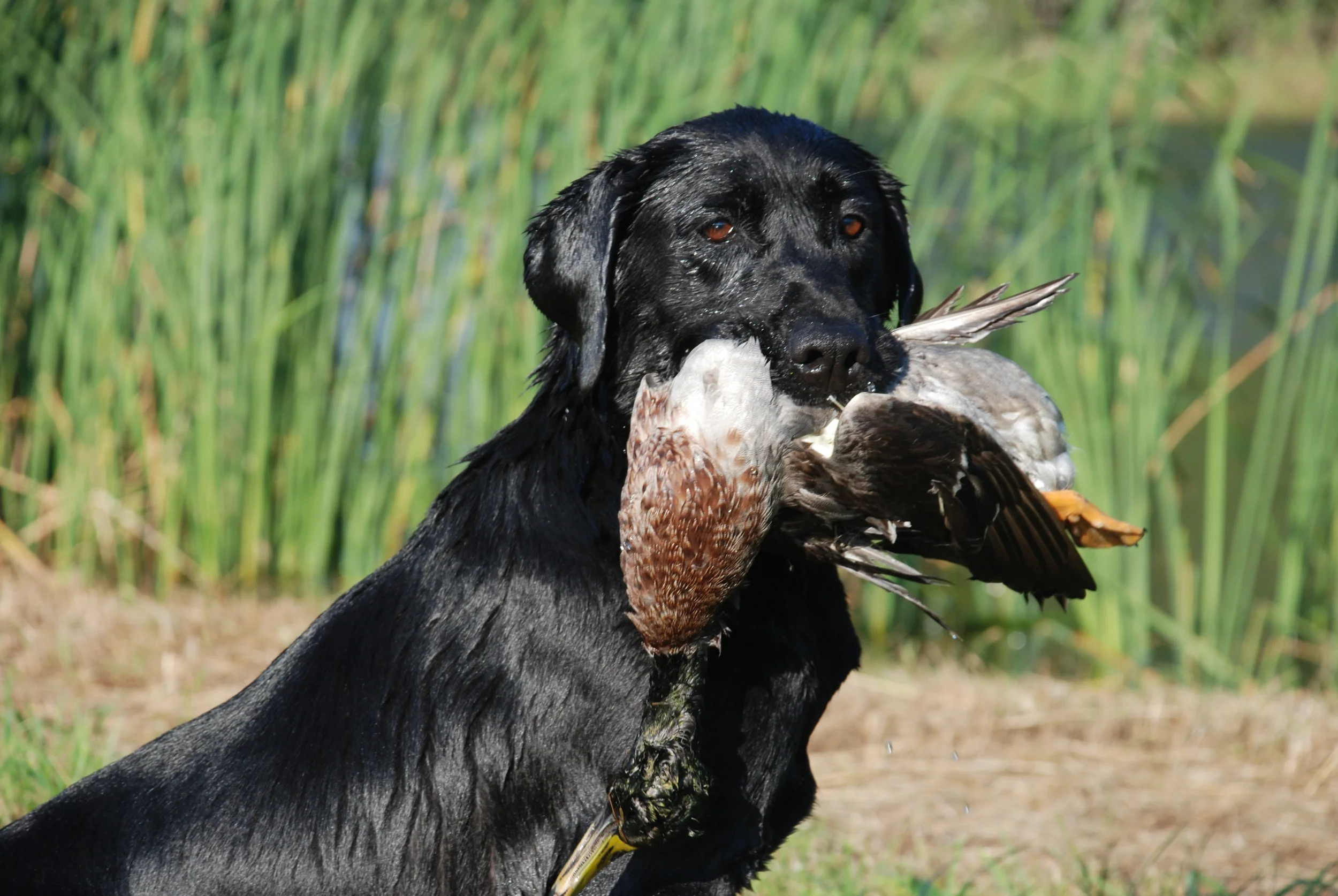 Gun Dog Banner.JPG