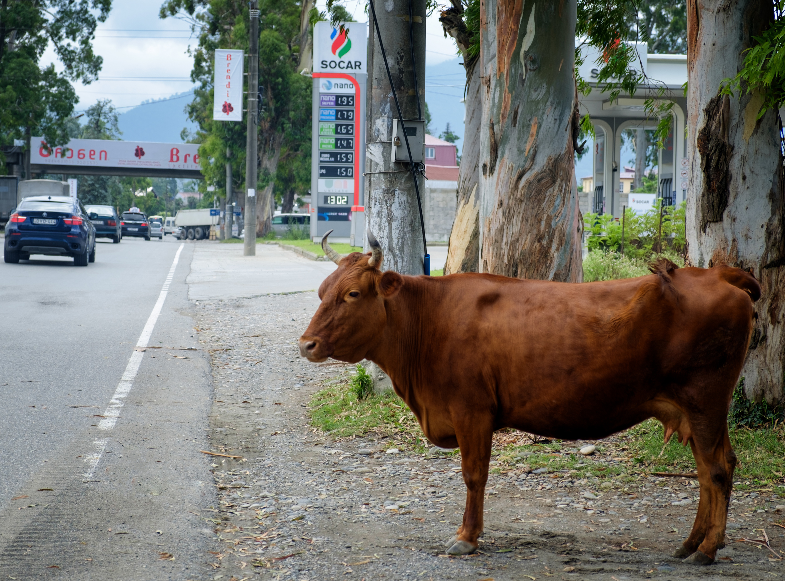 Vache à la station service.