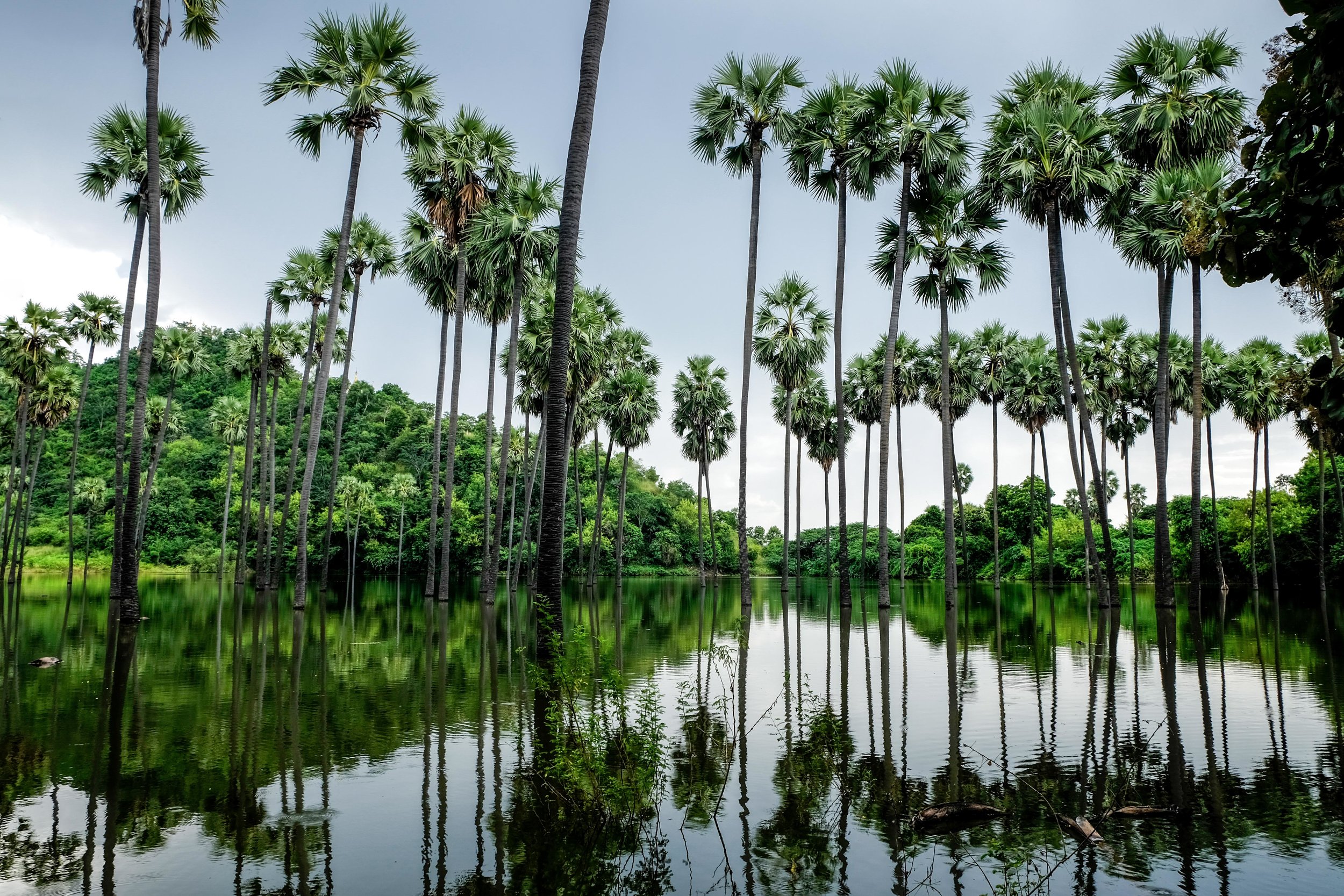 Rare moment de paix en bordure de la route, auprès d'un lac de palmiers.