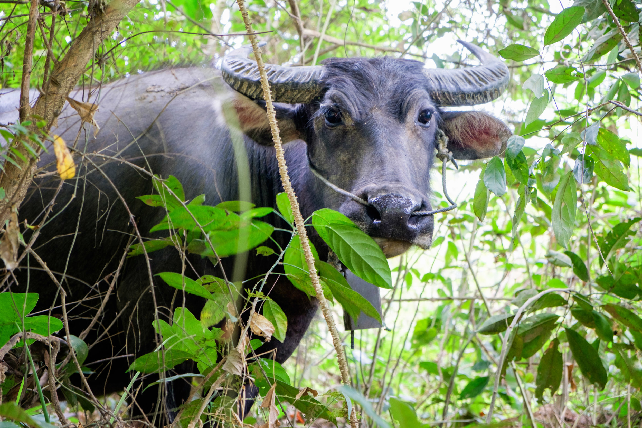Boeuf thaï d'élevage caché dans la forêt.
