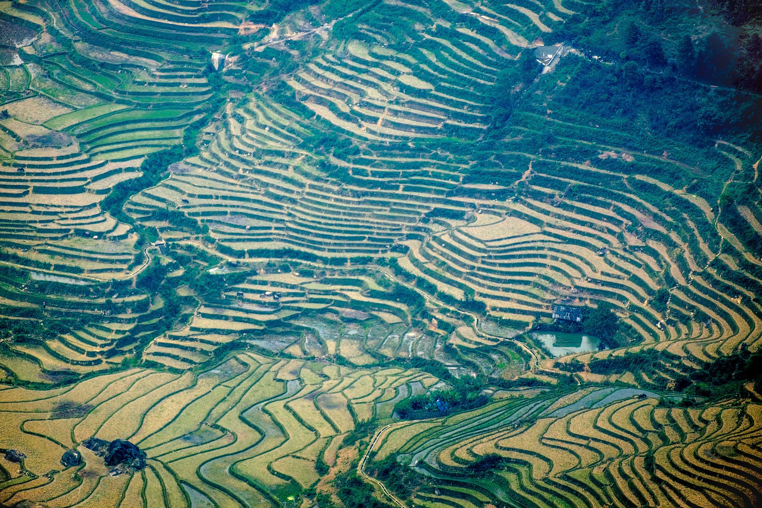 Les fameuses terrasses de riz du nord du Vietnam.
