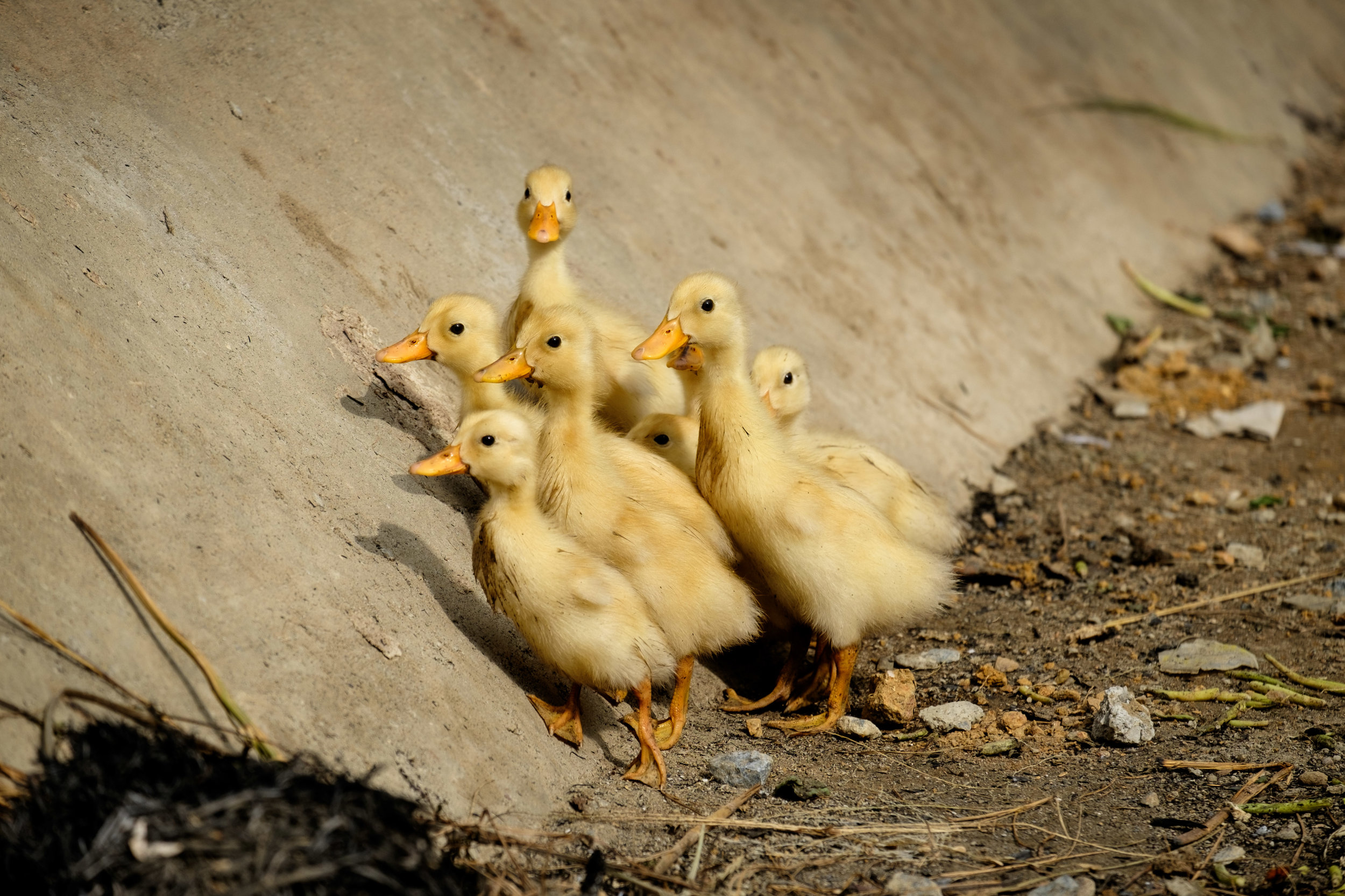 Des adorables poussins utilisant le fossé comme autoroute.