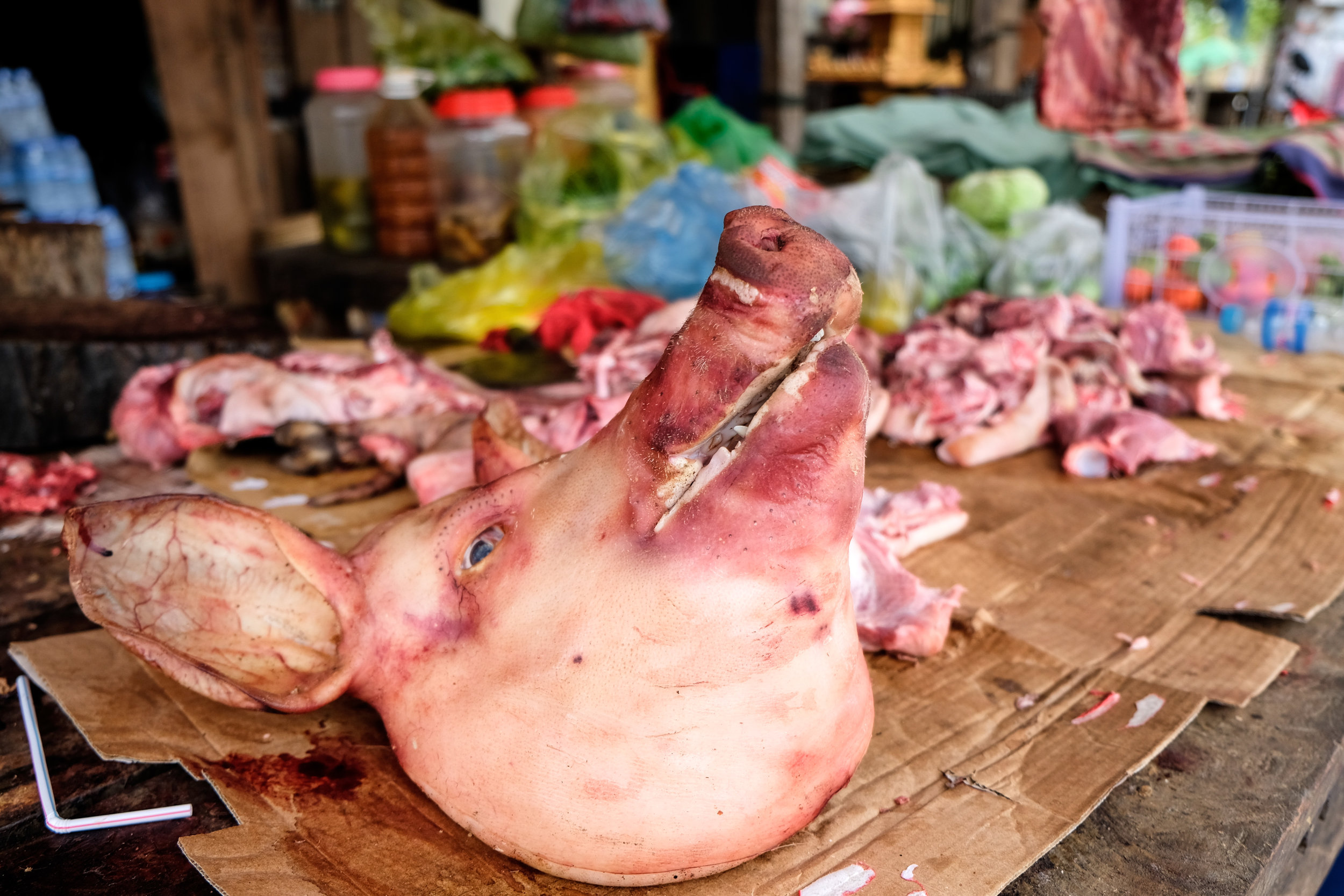 Ça prenait bien une tête de cochon...