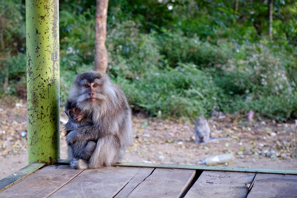 17-09-15---Macaques-(Rinjani,-Indonésie).jpg