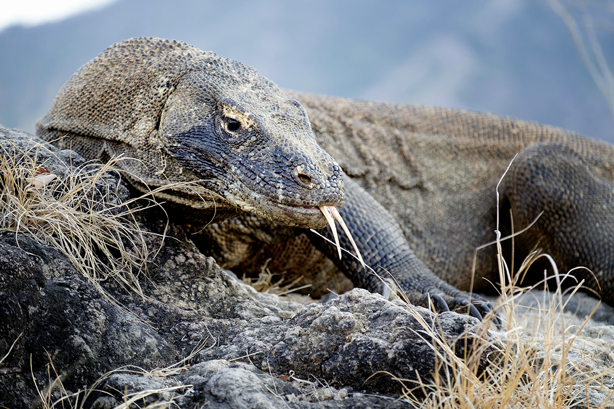 17-09-21---Komodo-(Indonésie).jpg