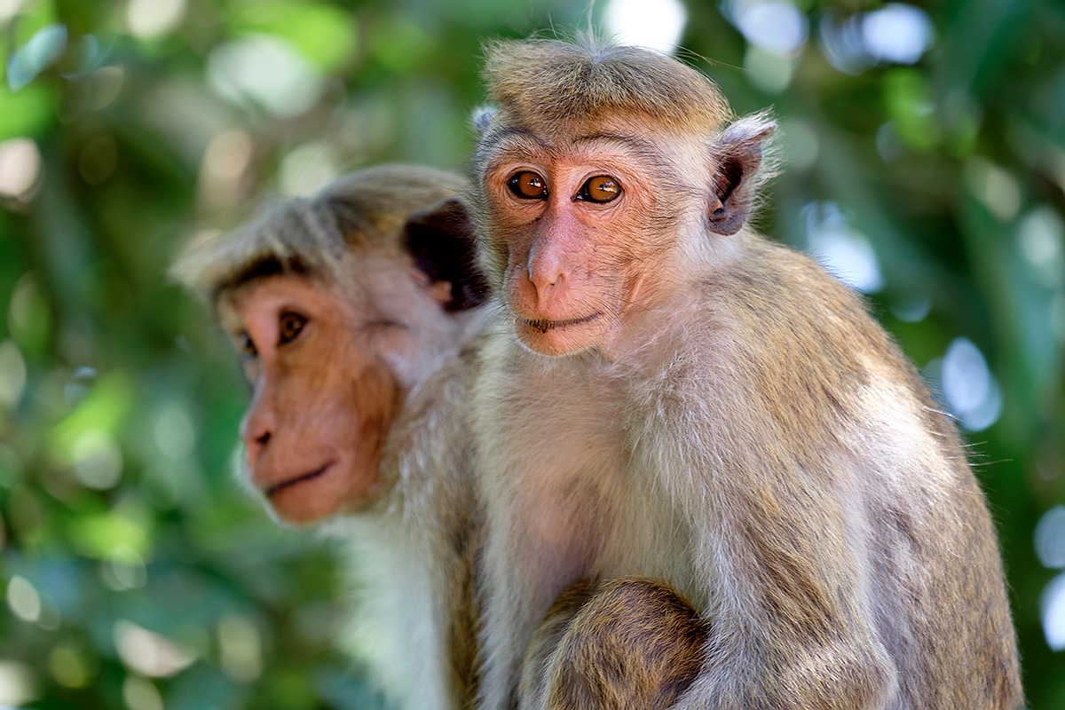 Je ne me tanne jamais de prendre des regards de macaques en photo.