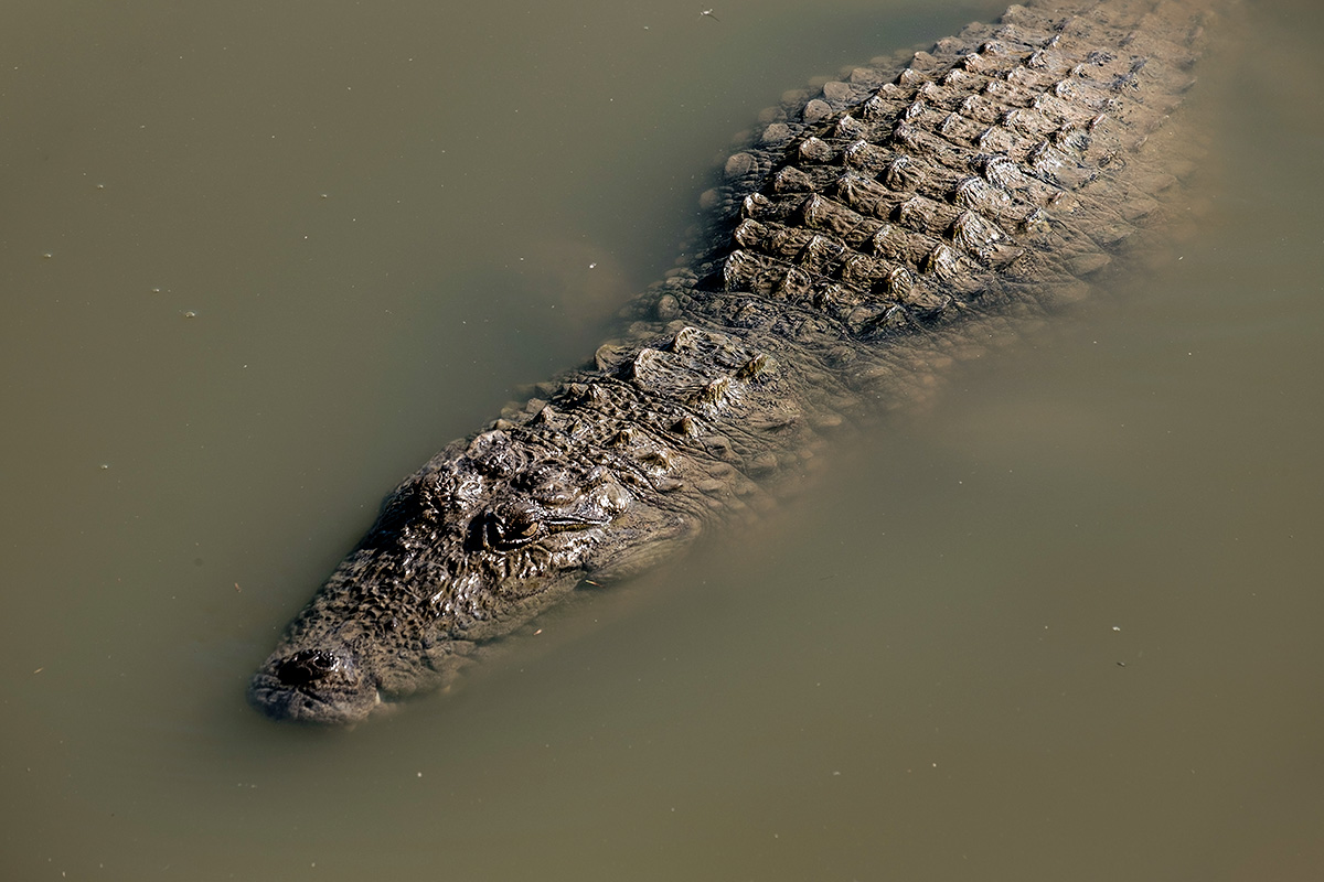 Un immense crocodile glisse dans l'eau à nos pieds.