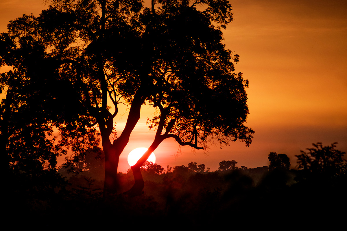 Le soleil levant donne au parc des airs de safari africain.