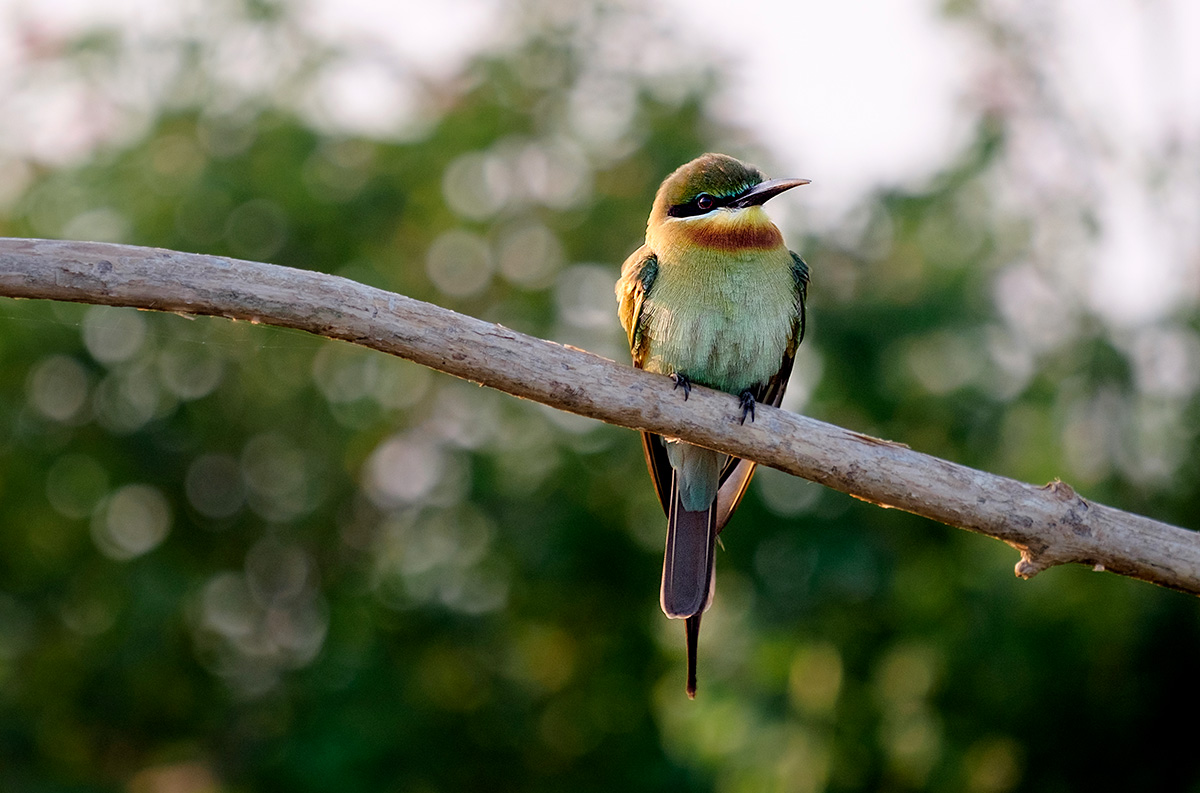 18-02-20---Oiseau-(Uda-Walawe,-Sri-Lanka).jpg