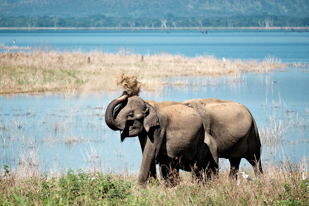 18-02-20---Terre-éléphants-(Uda-Walawe,-Sri-Lanka).jpg