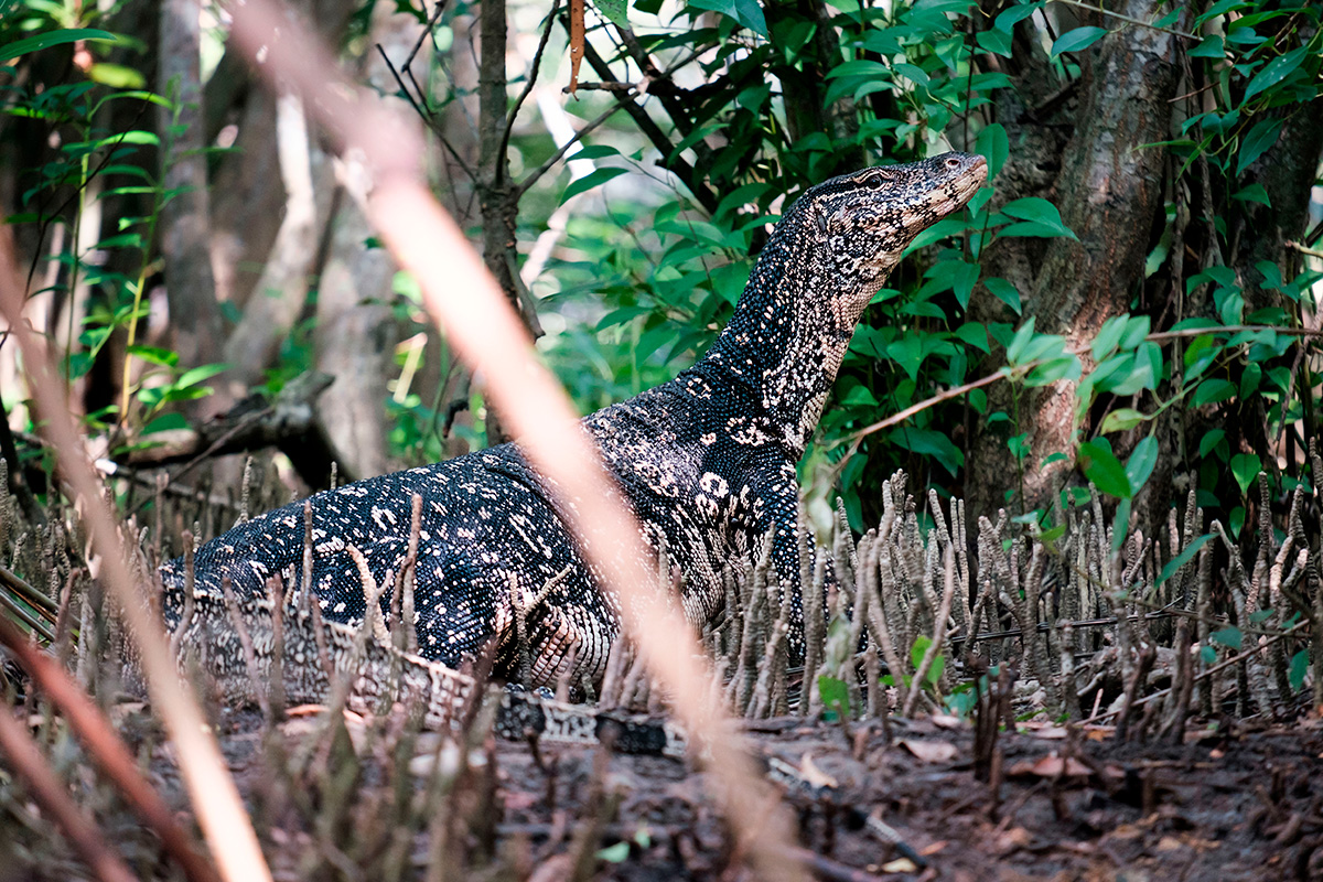 Un varan aux aguets dans la forêt.