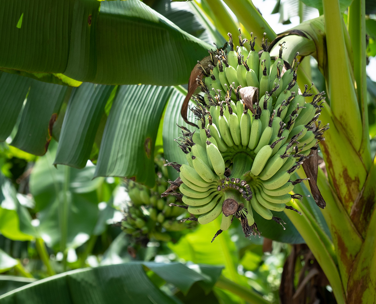 Des bananes, ça pousse vers le haut.