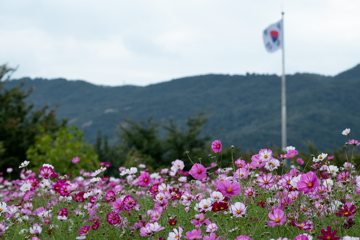 18-10-01---Fleurs-et-drapeau-(Sud-de-Séoul,-Corée-du-Sud).jpg