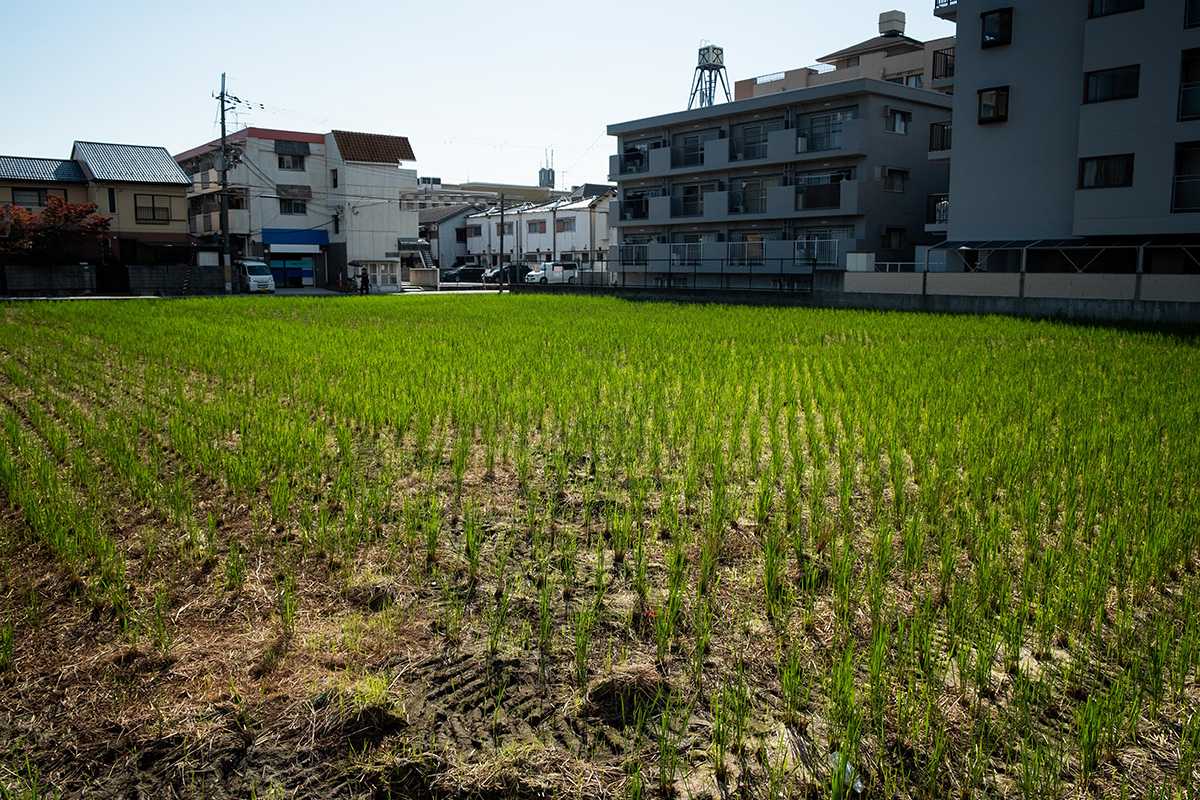 Agriculture urbaine : un champ de riz entre quelques édifices dans la grande ville d’Osaka.