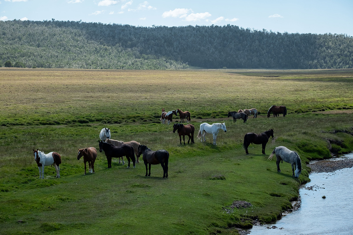 Un joli troupeau de chevaux en bordure du chemin.