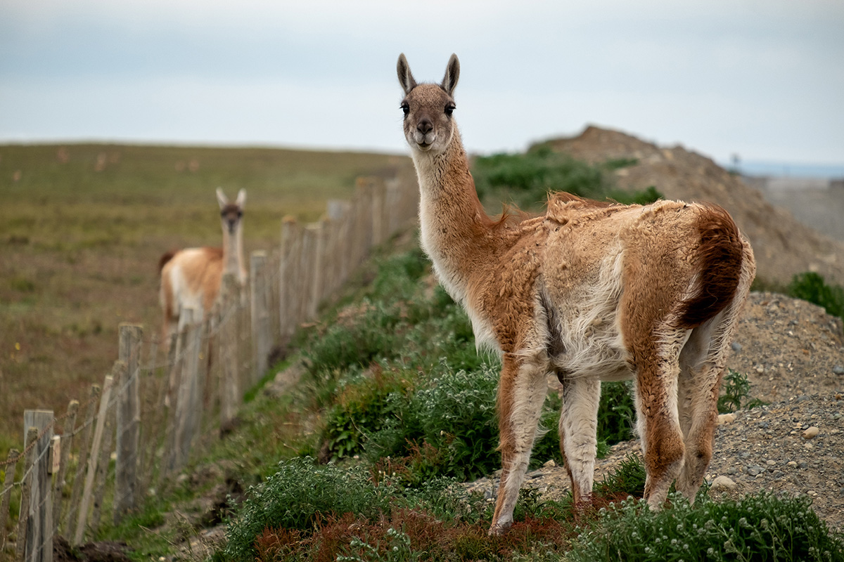 Le vent fait retrousser la fourrure du guanaco sauvage.