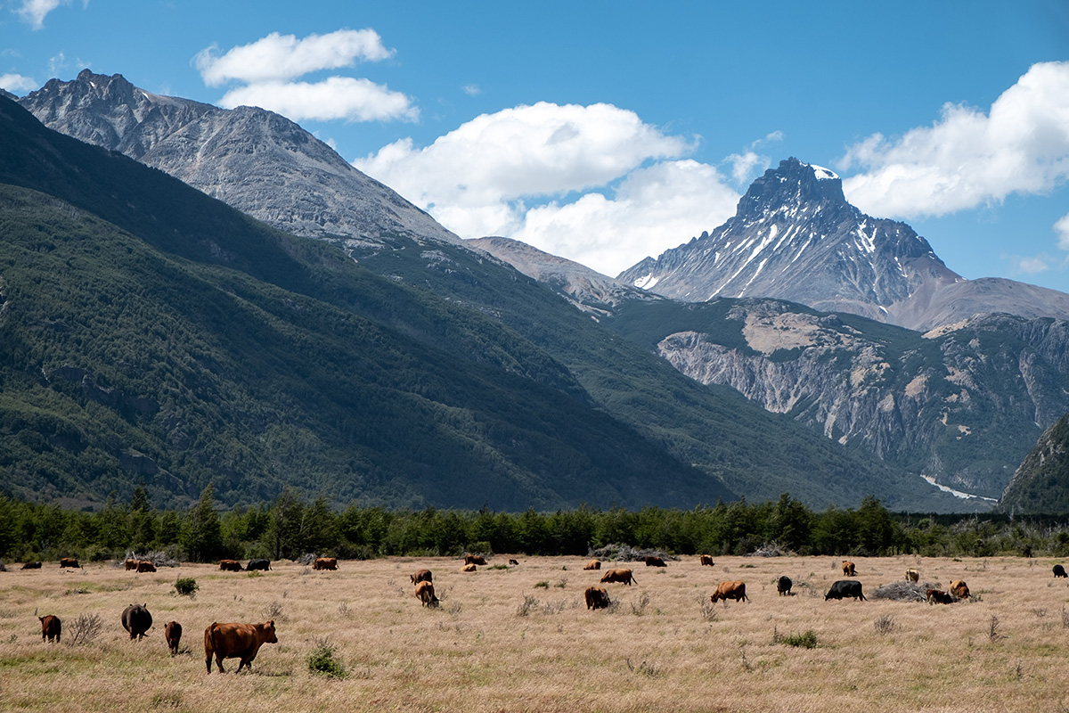 19-01-05---Vaches-Cerro-Castillo-(Chili).jpg