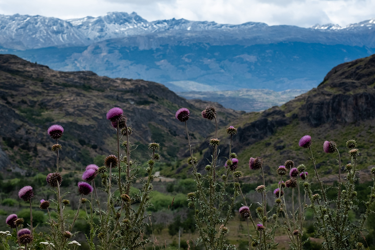 19-01-01---Fleurs-Carretera-(Chili).jpg