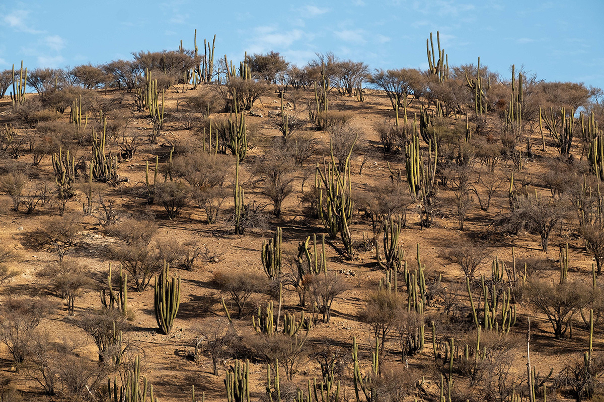 La verdure disparaît bien vite après Santiago. Le sable et la sécheresse longent les routes.