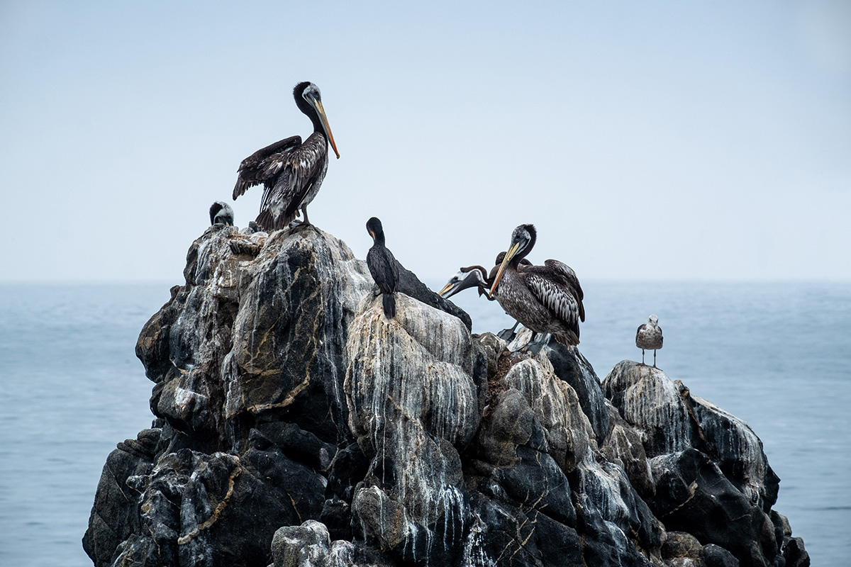 Des pélicans sont installés à quelques jets de pierre de la côte, entre Viña et Valparaíso.