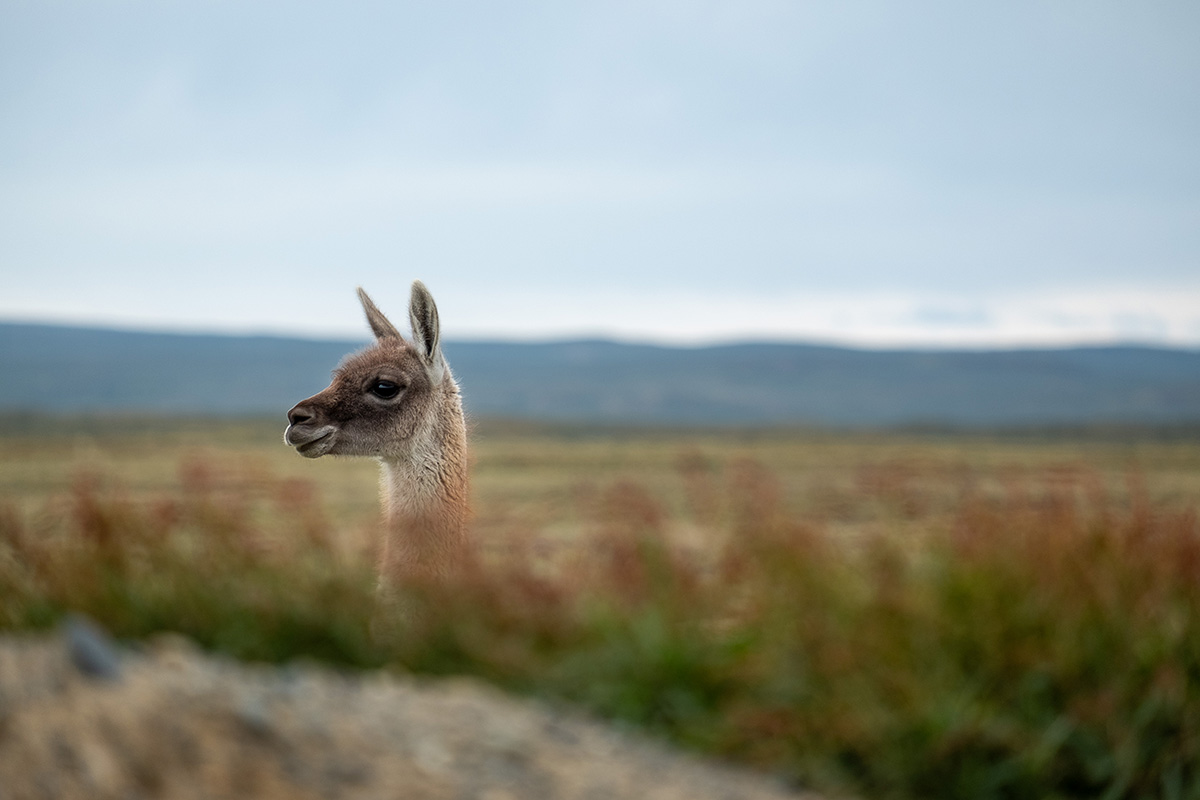 Et un guanaco.